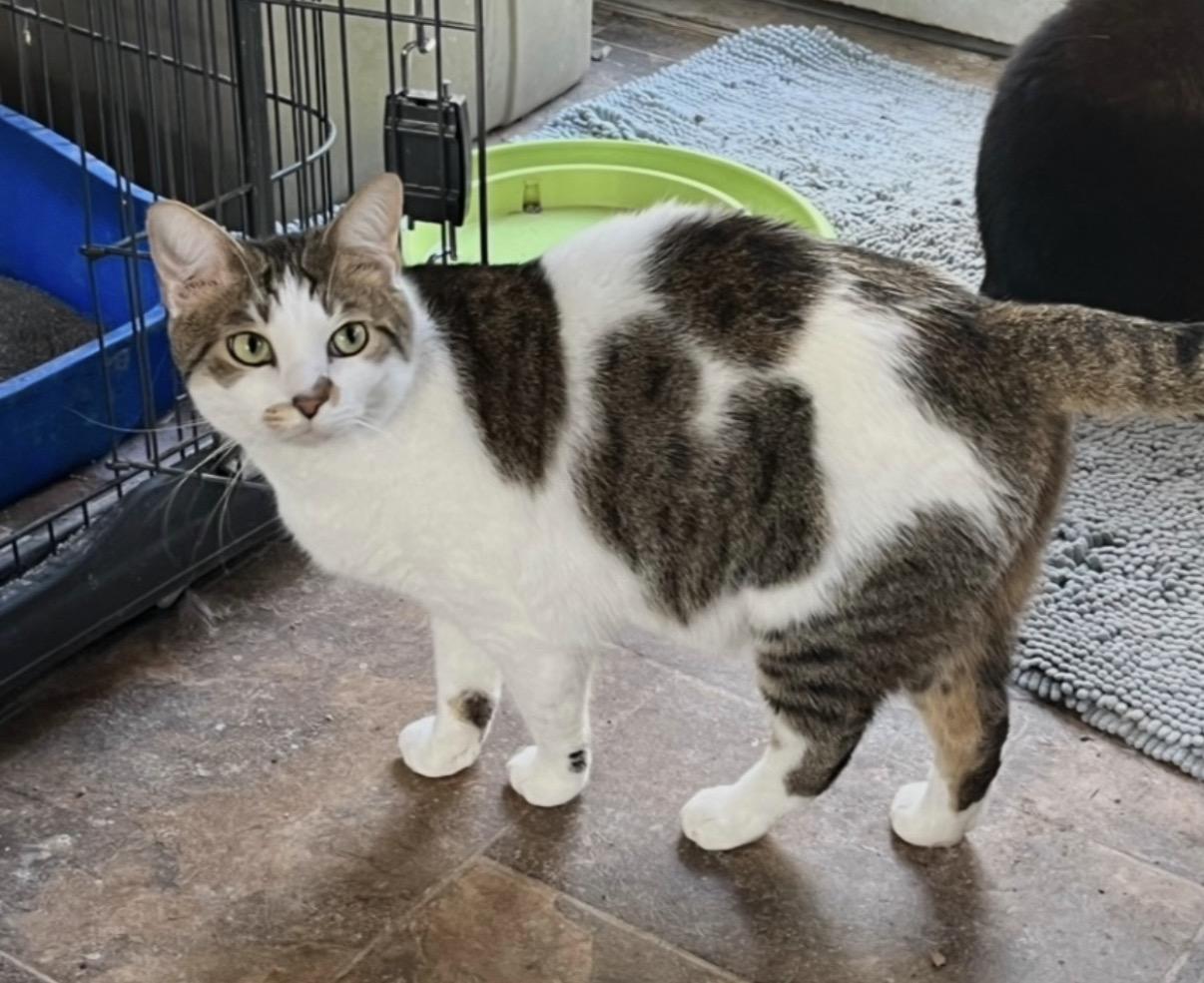 Enlarge Riley, a Adoptable mixed breed in Mount Airy, MD image 1/1