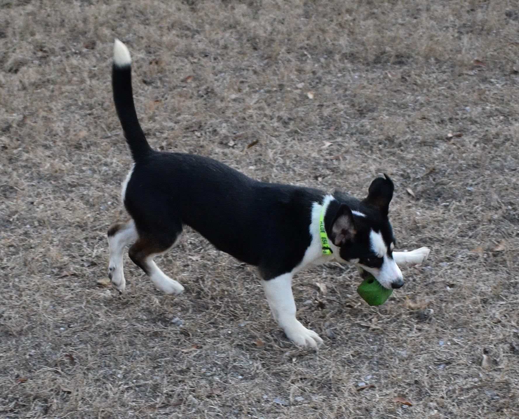 Enlarge JULIE, a ADOPTABLE mixed breed in Edisto Island, SC image 4/5