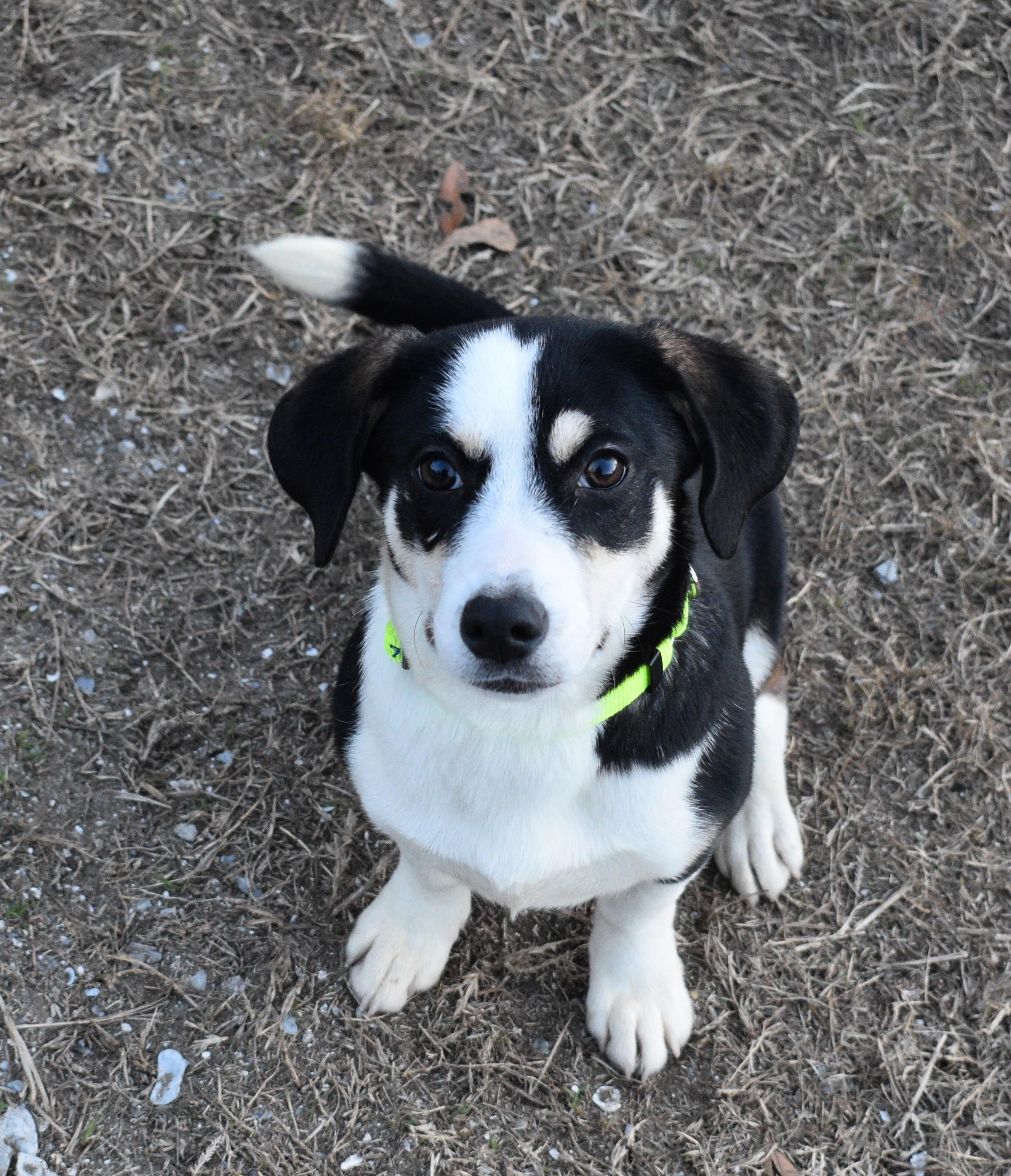 JULIE, ADOPTABLE, Young Female Corgi & Hound.