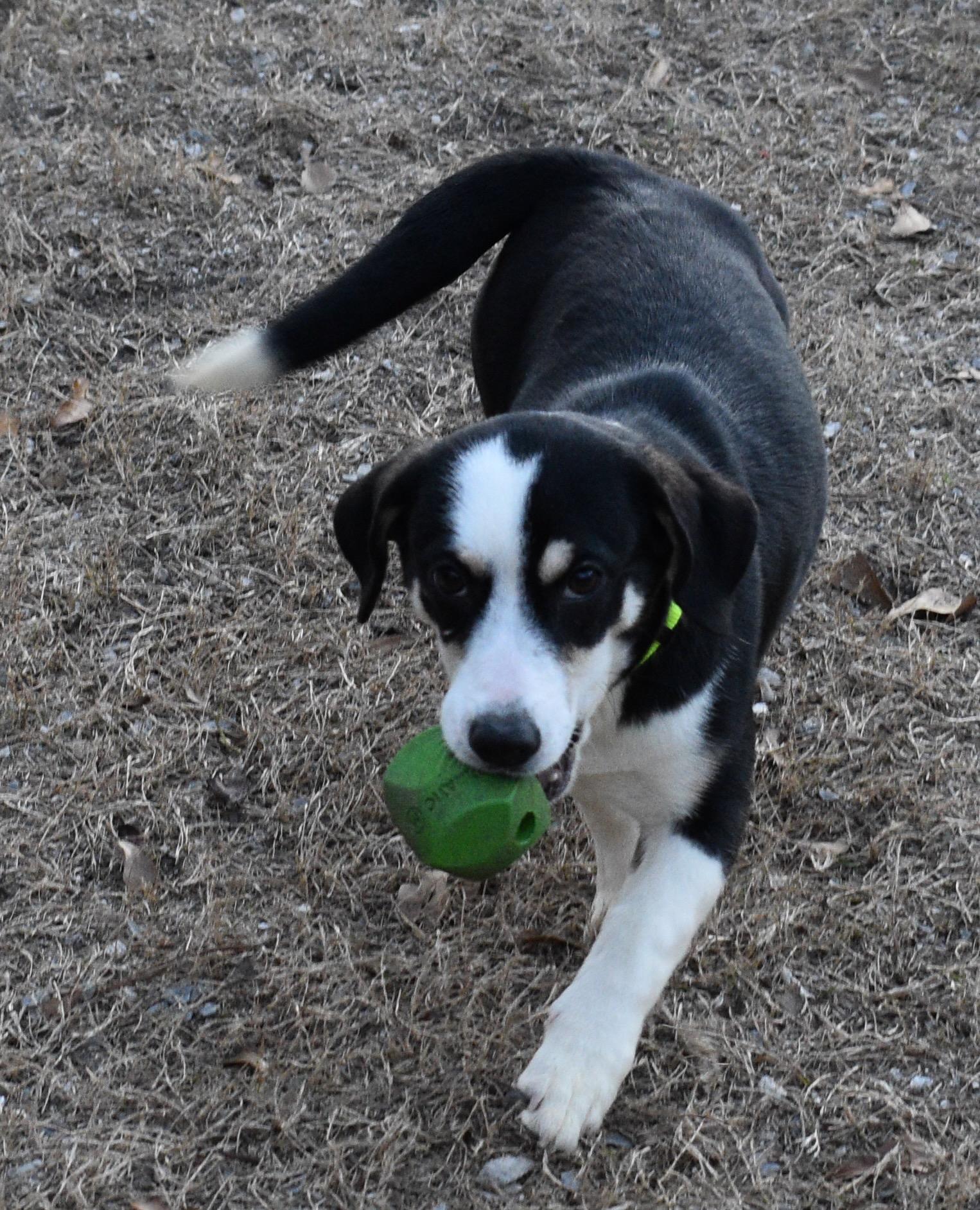 Enlarge JULIE, a ADOPTABLE mixed breed in Edisto Island, SC image 3/5