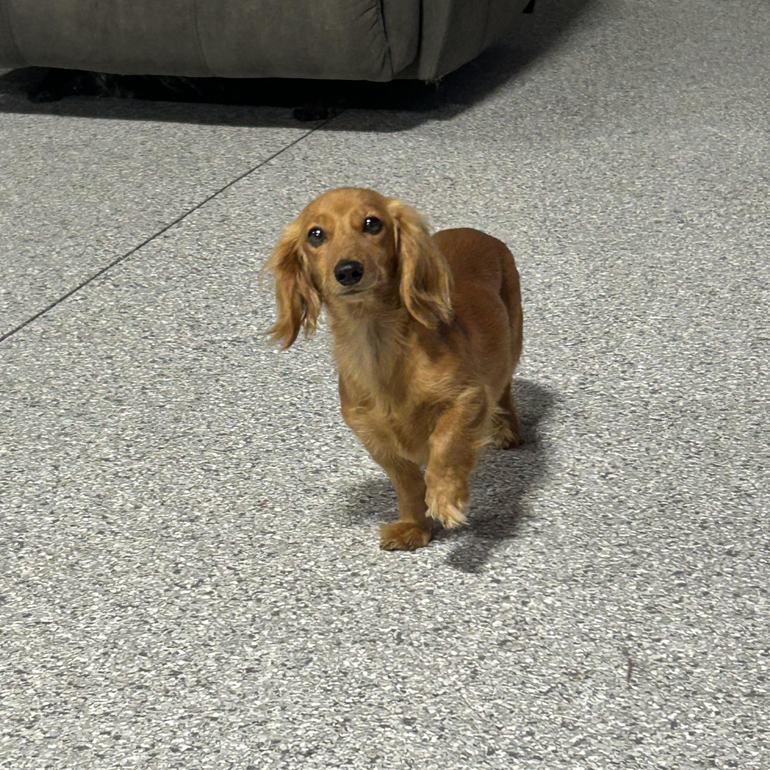 Trudy. 8 lbs, a Adoptable Miniature Dachshund in Maumee , OH image 2/5