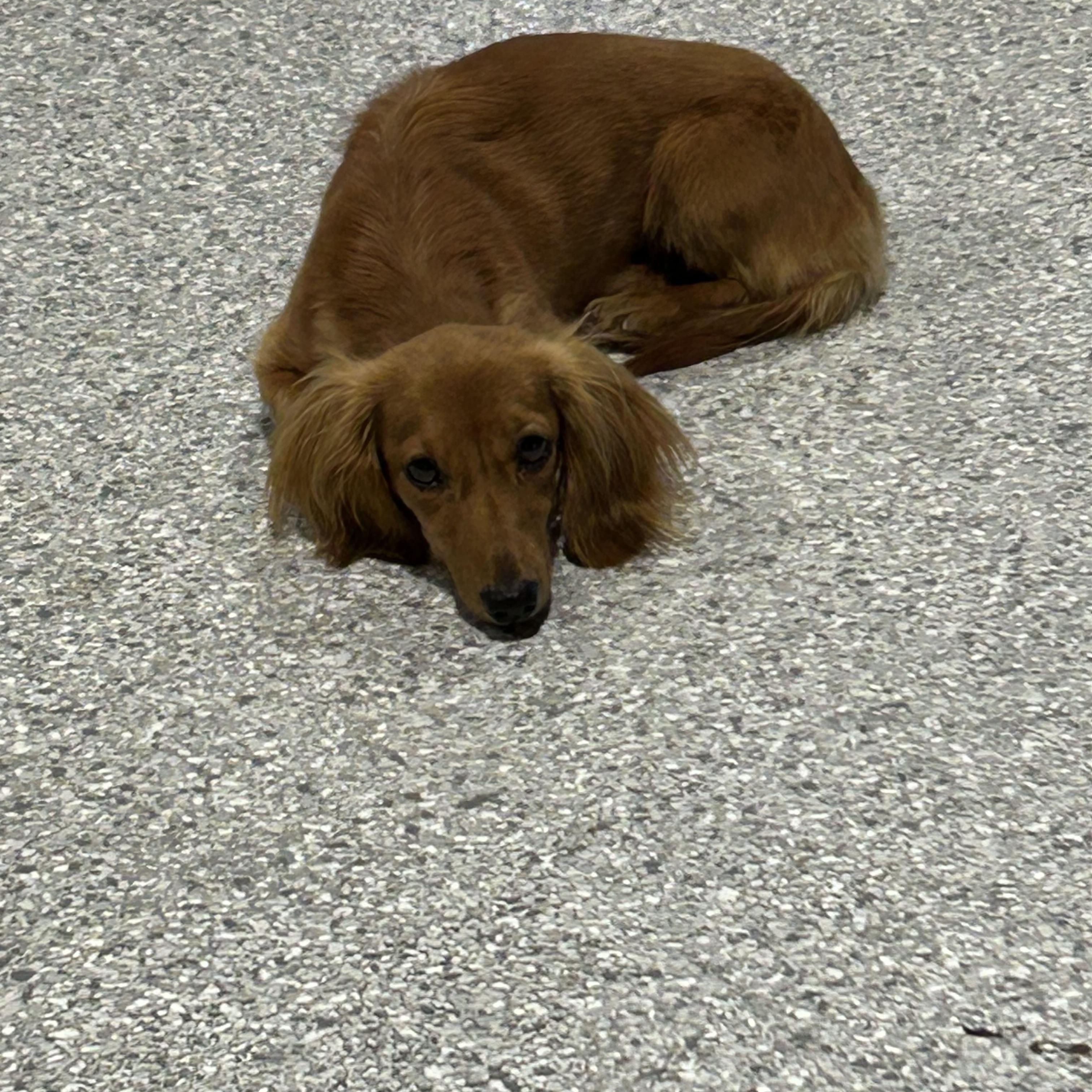 Trudy. 8 lbs, Adoptable, Adult Female Miniature Dachshund.