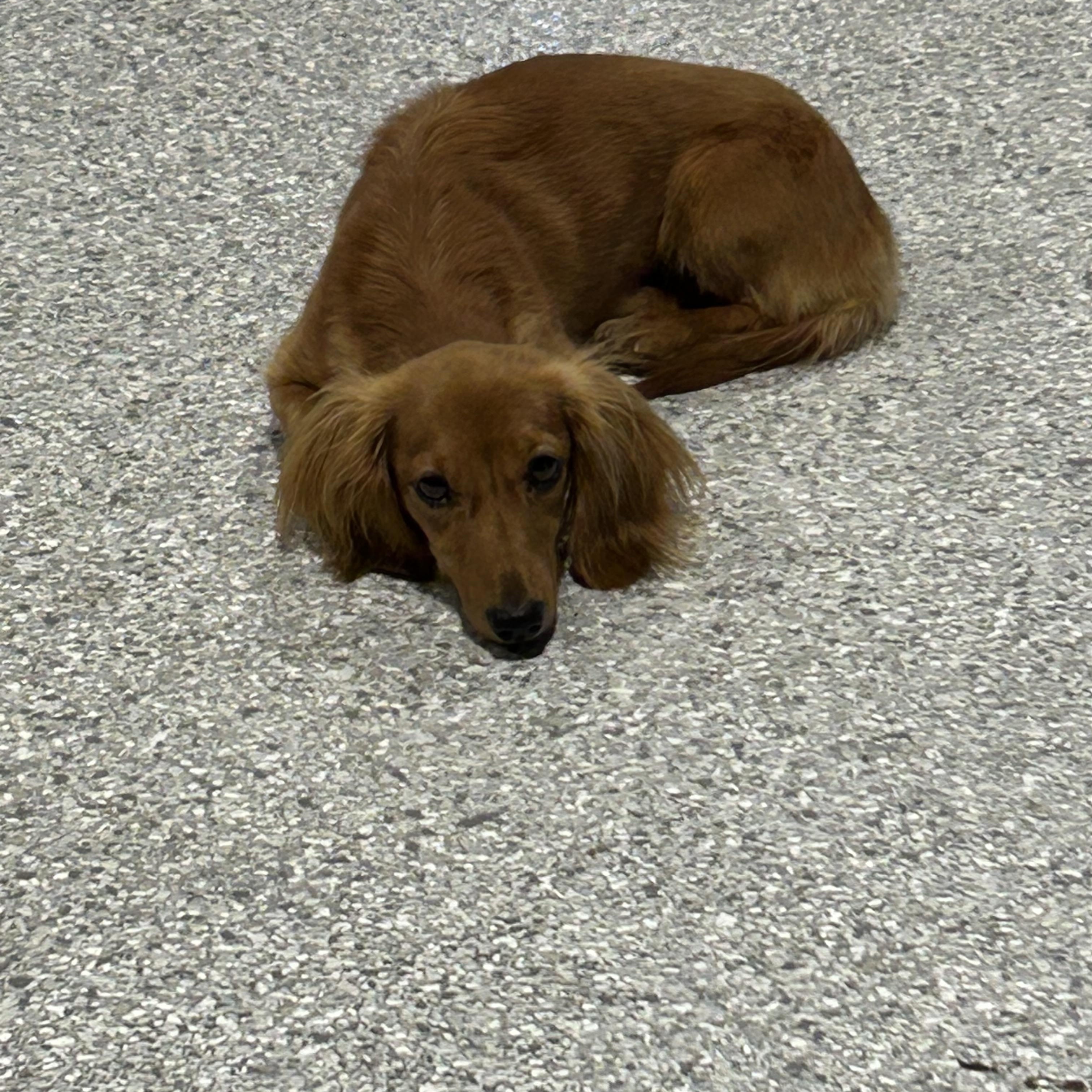 Trudy. 8 lbs, a Adoptable Miniature Dachshund in Maumee , OH image 4/5