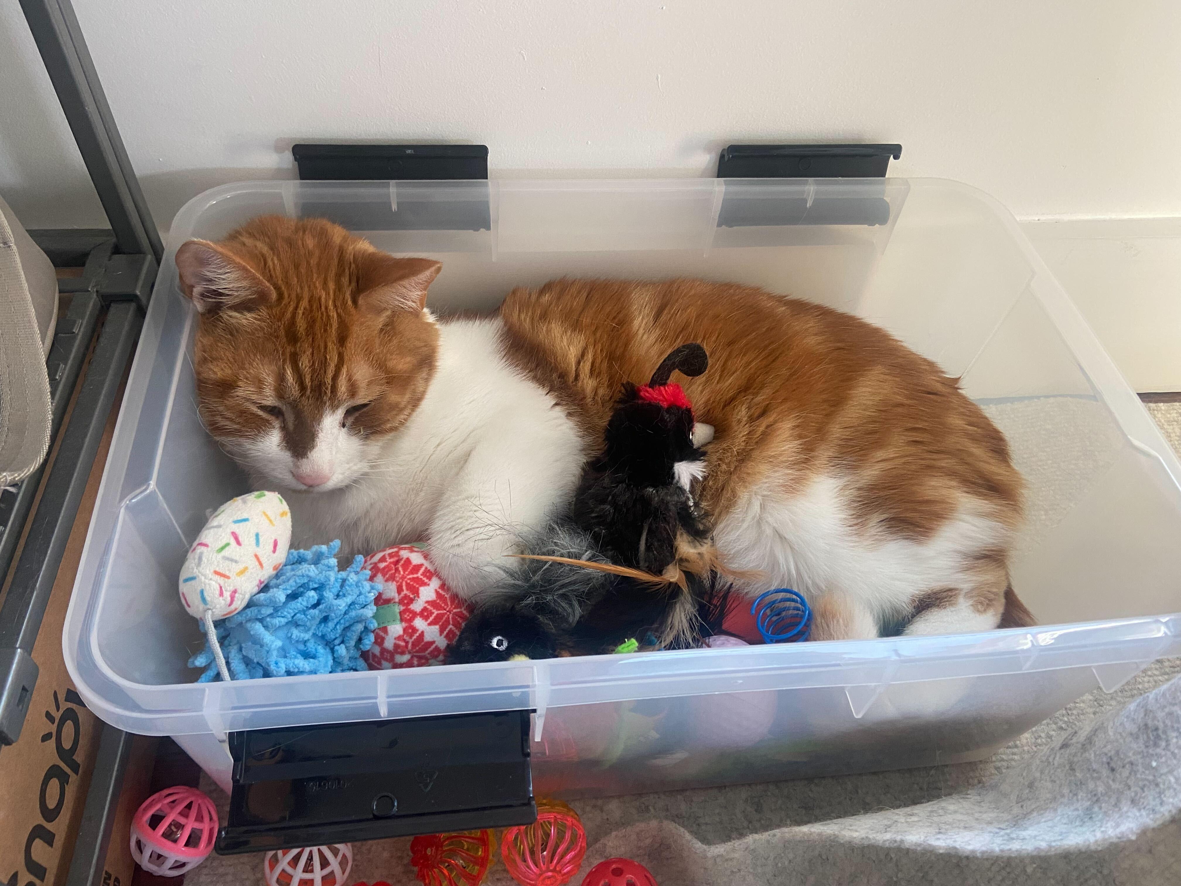 Marshmallow, Adoptable, Young Male Domestic Short Hair.