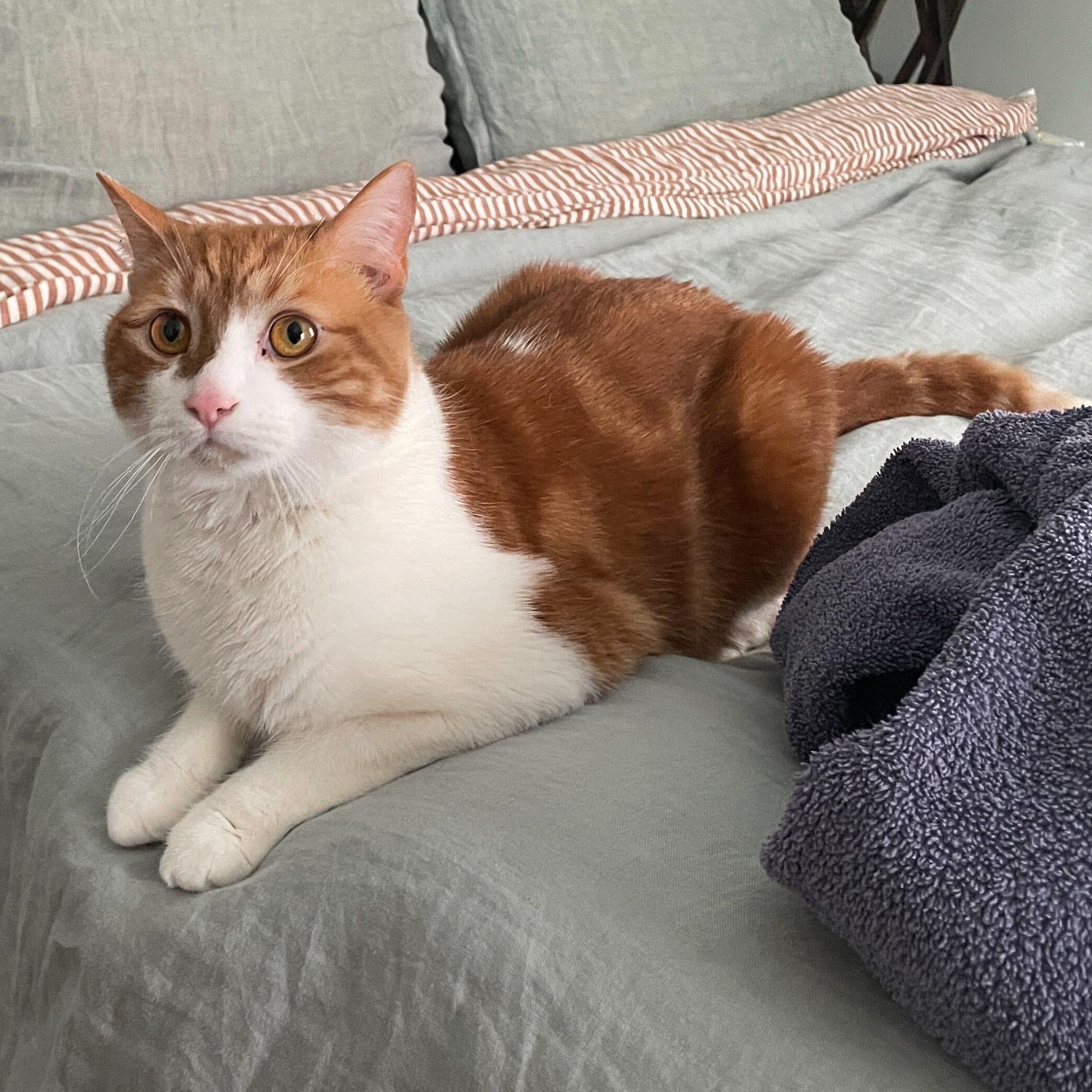 Enlarge Marshmallow, a Adoptable Domestic Short Hair in Waltham, MA image 2/6