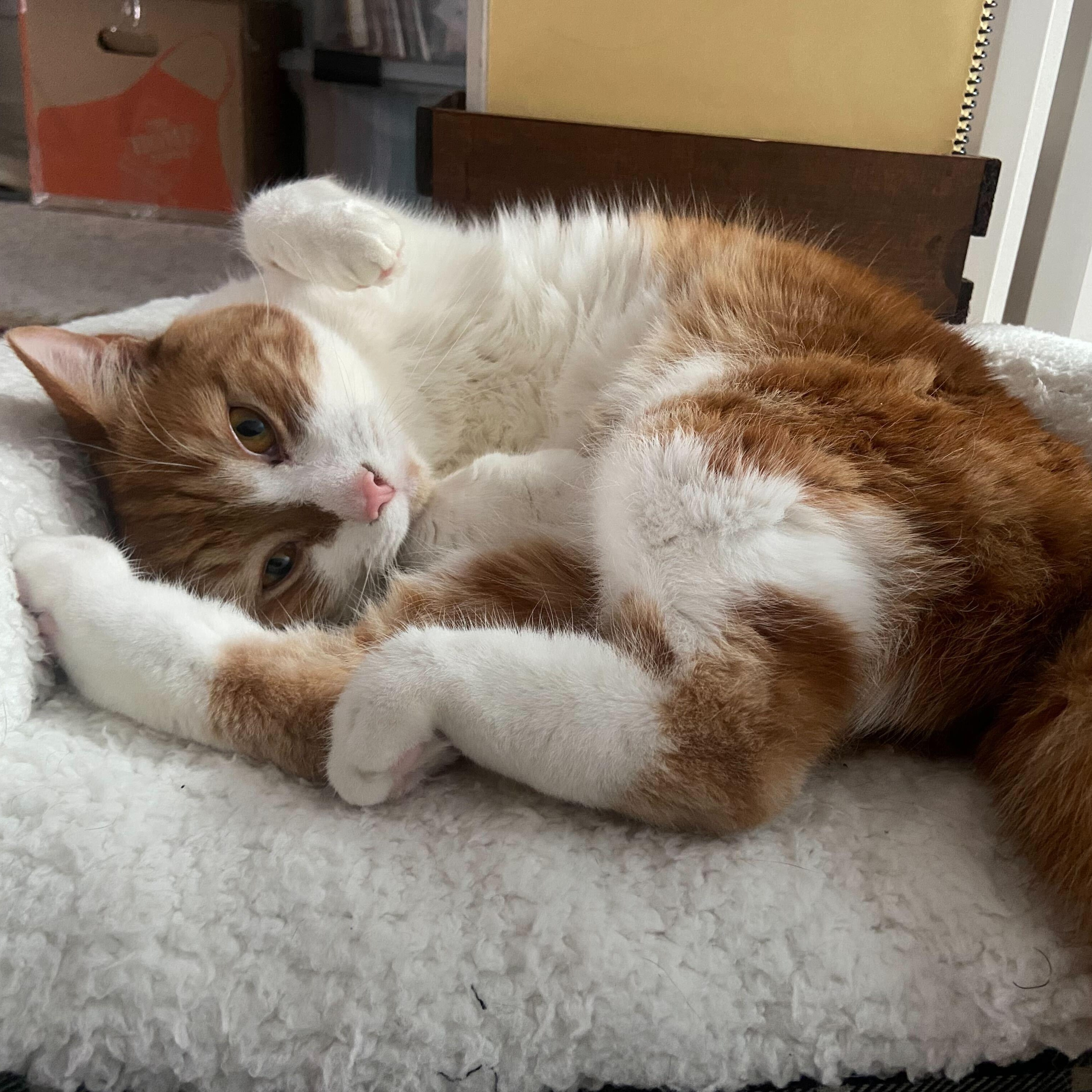 Enlarge Marshmallow, a Adoptable Domestic Short Hair in Waltham, MA image 3/6