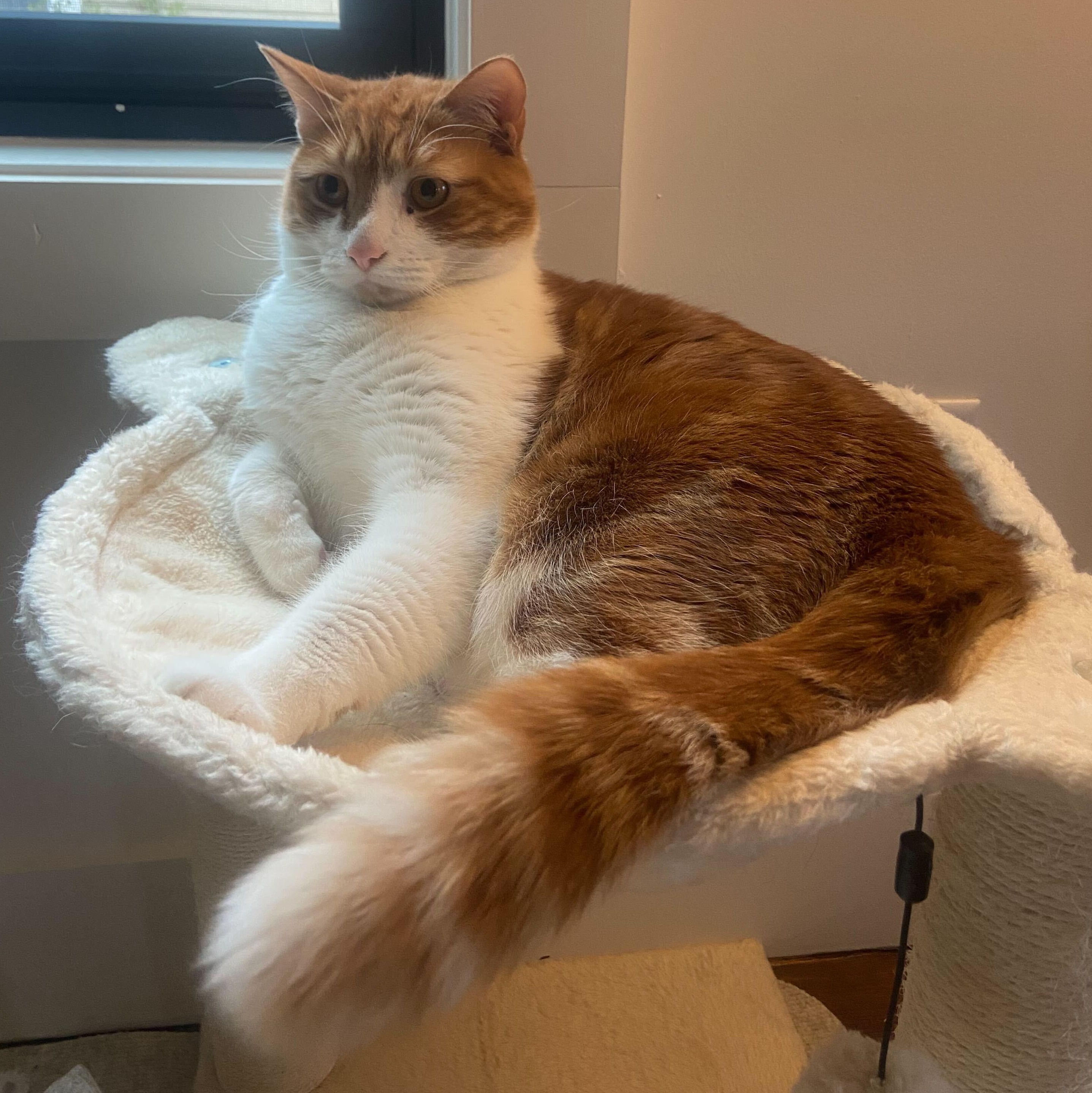 Enlarge Marshmallow, a Adoptable Domestic Short Hair in Waltham, MA image 4/6