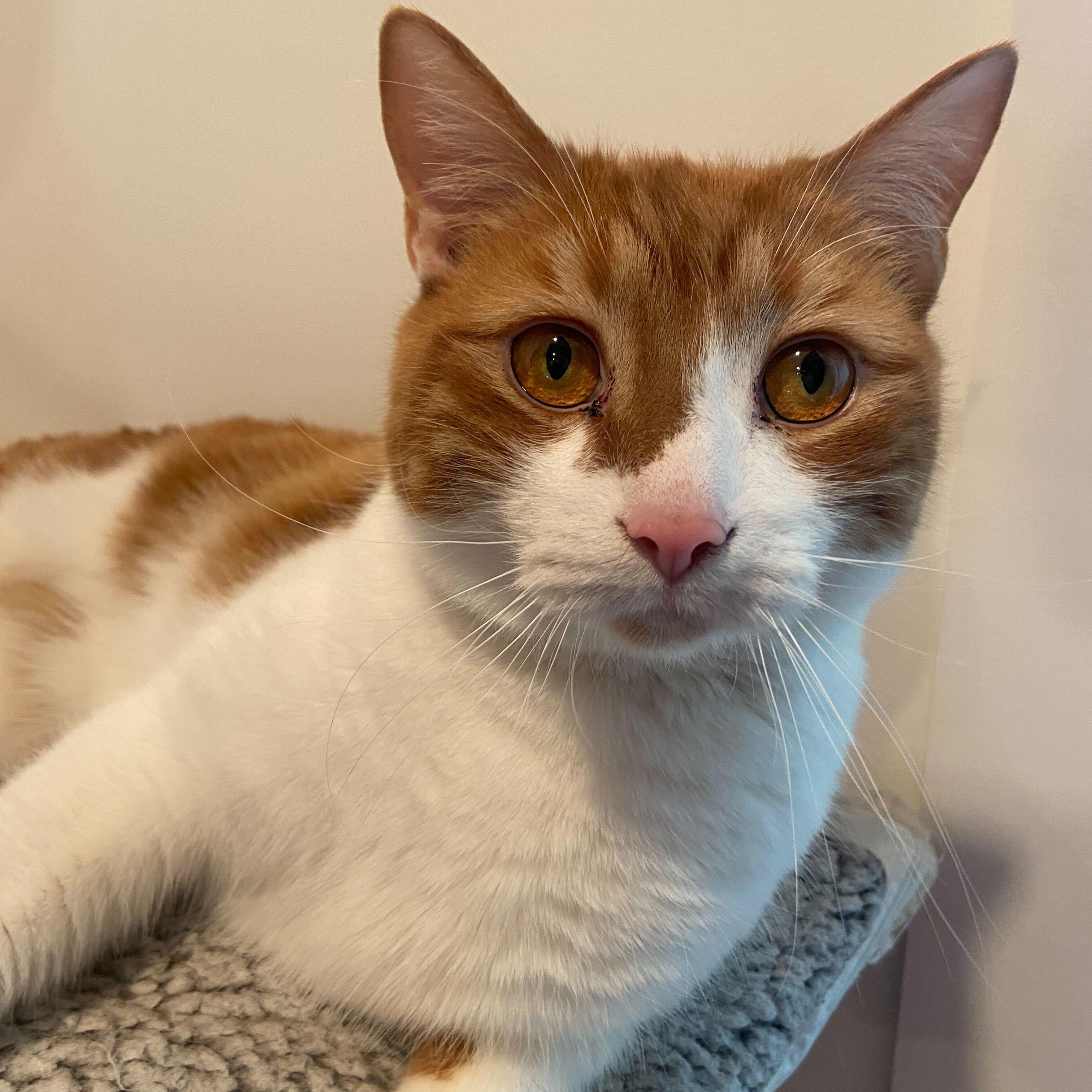 Enlarge Marshmallow, a Adoptable Domestic Short Hair in Waltham, MA image 5/6