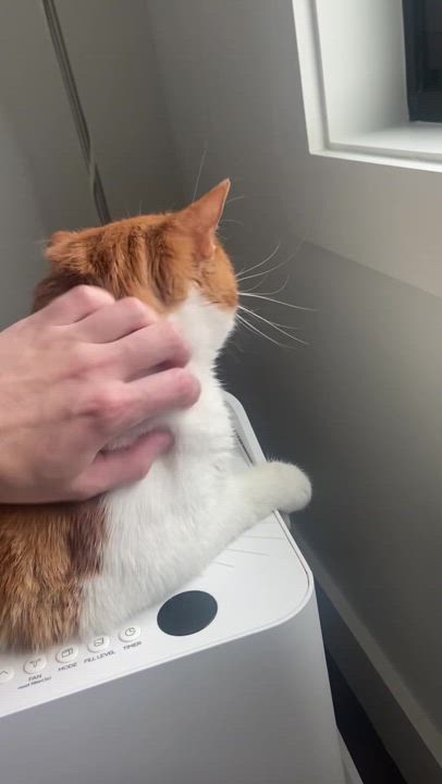 Enlarge Marshmallow, a Adoptable Domestic Short Hair in Waltham, MA video 6/6