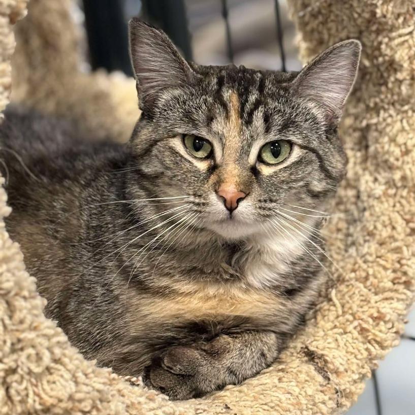 Enlarge Maya, a Adoptable Domestic Short Hair in Sheridan, WY image 1/2