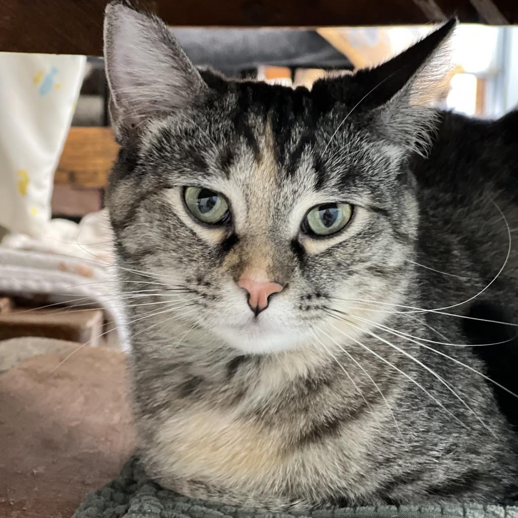 Enlarge Maya, a Adoptable Domestic Short Hair in Sheridan, WY image 2/2