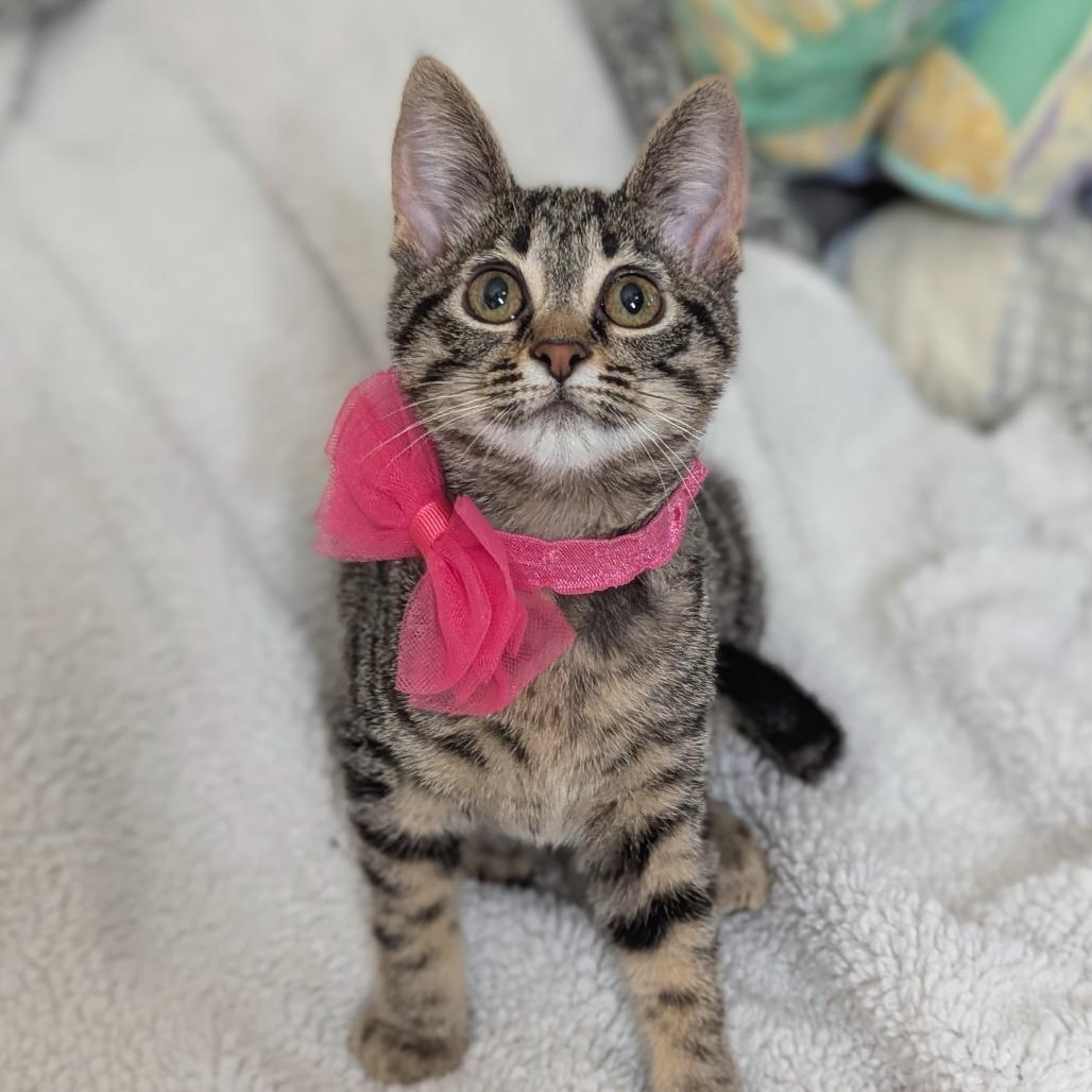 Enlarge Candi, a ADOPTABLE mixed breed in Helena, AL image 3/4