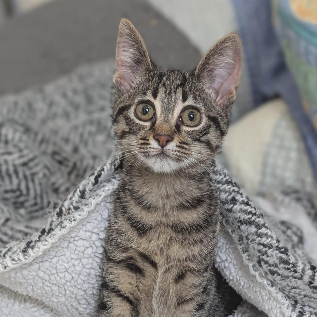 Candi, ADOPTABLE, Kitten Female Domestic Short Hair.