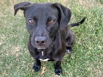 Enlarge Blackwood, an adopted Mixed Breed in Georgetown, TX image 1/1
