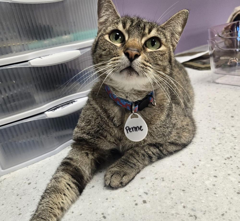 Penne 2, Adoptable, Adult Female Domestic Short Hair.