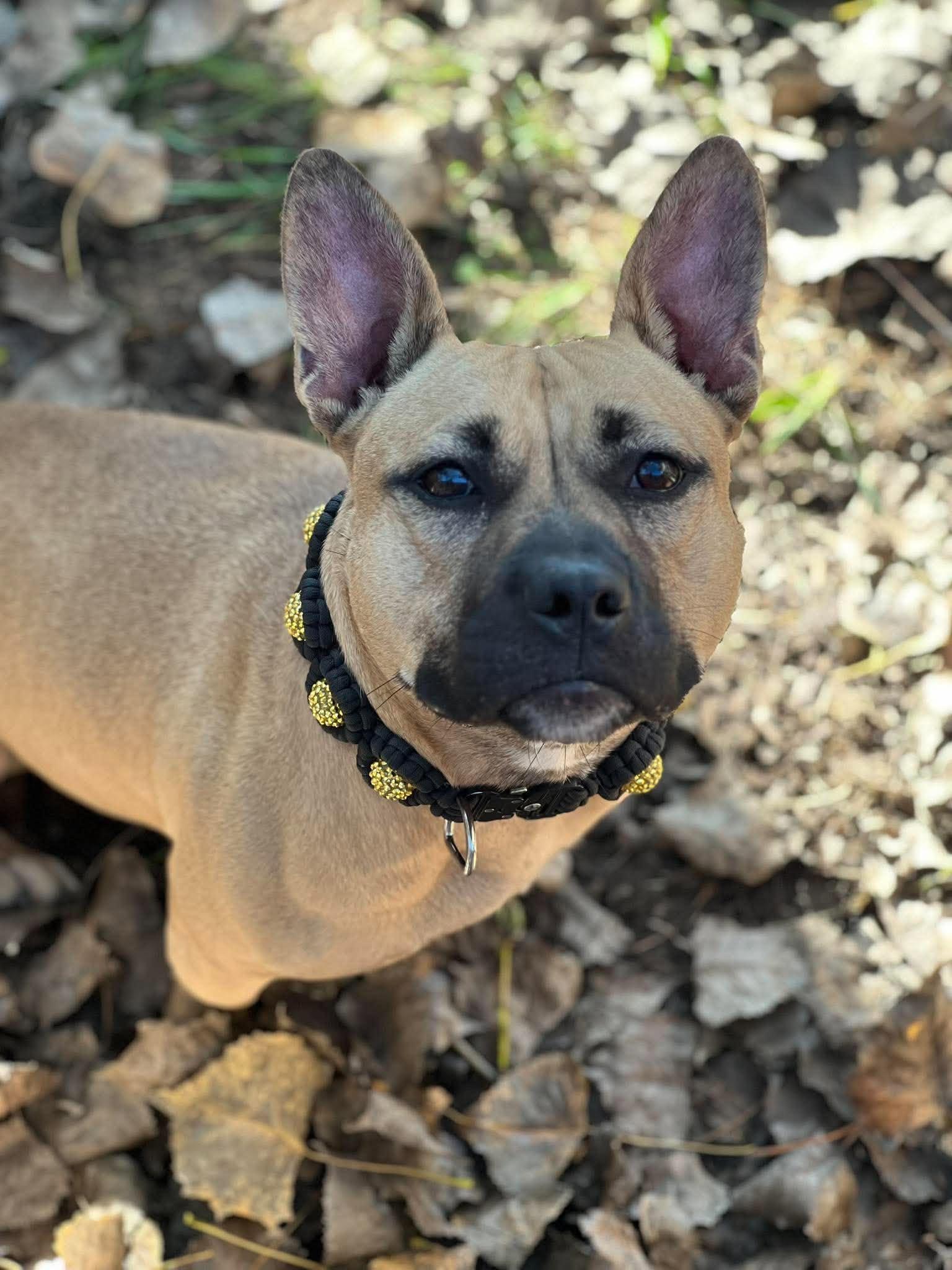 Enlarge Coco, a Adoptable mixed breed in Brodhead, WI image 3/6