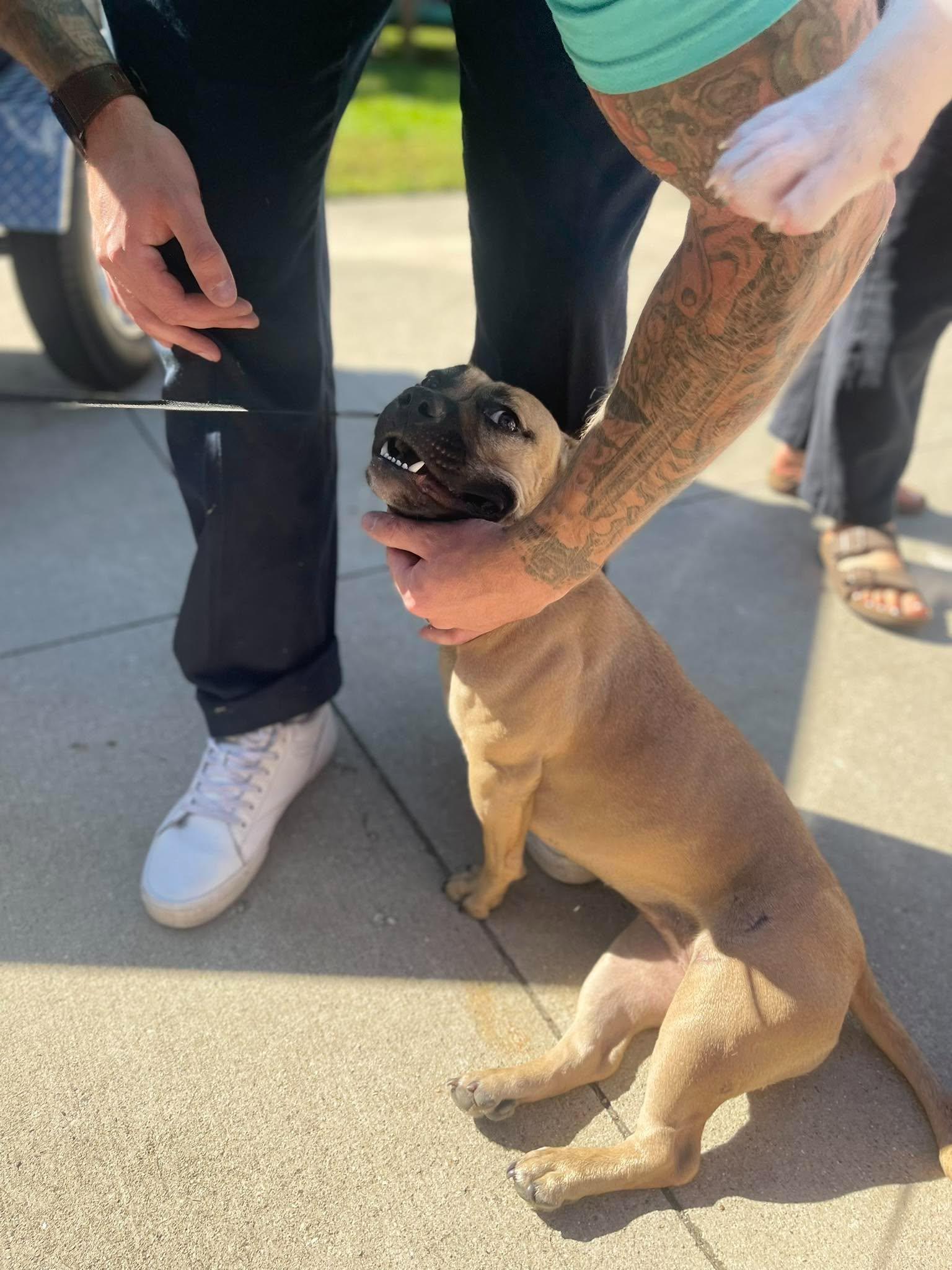 Enlarge Coco, a Adoptable mixed breed in Brodhead, WI image 5/6
