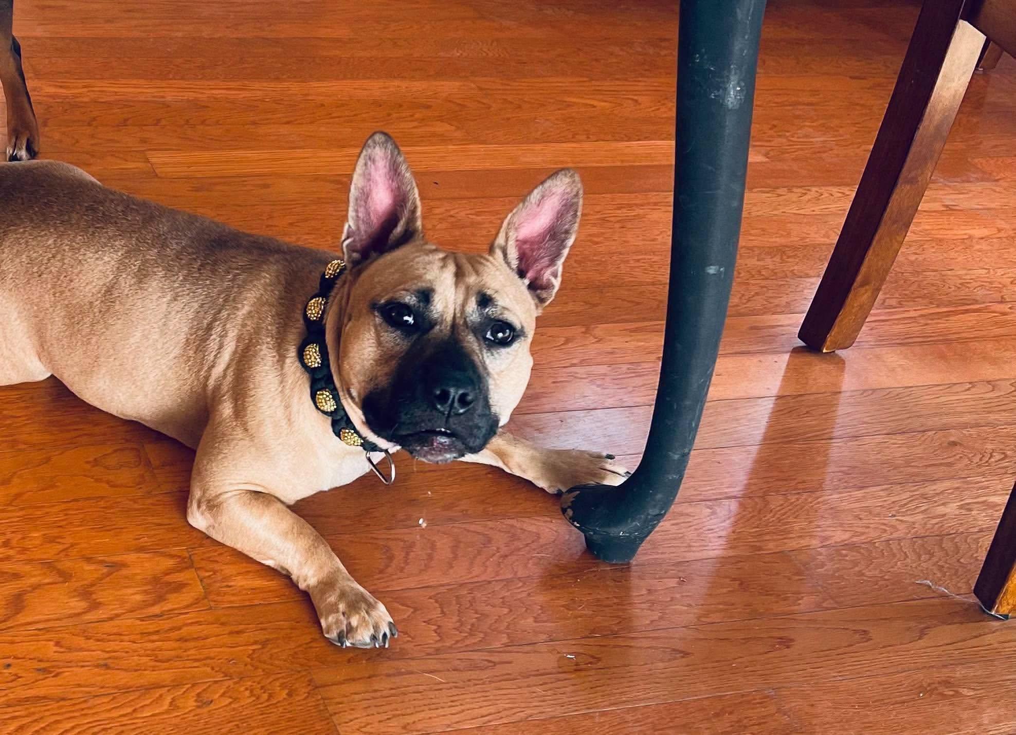 Enlarge Coco, a Adoptable mixed breed in Brodhead, WI image 2/6