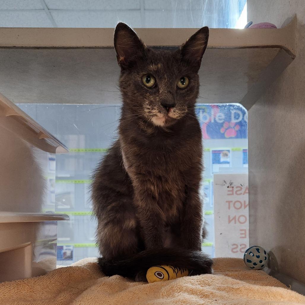 Aemma, a Adoptable Domestic Short Hair in Grand Rapids, MI image 1/4