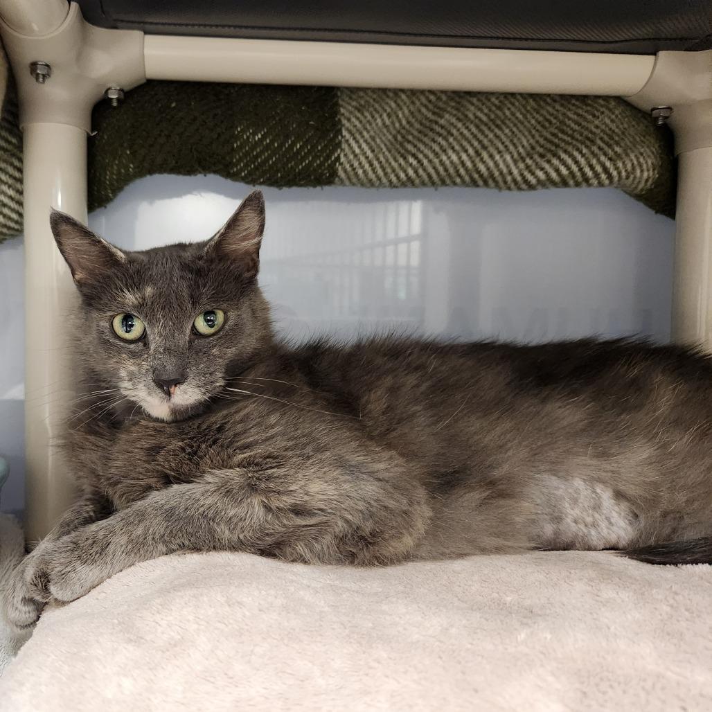 Aemma, a Adoptable Domestic Short Hair in Grand Rapids, MI image 3/4