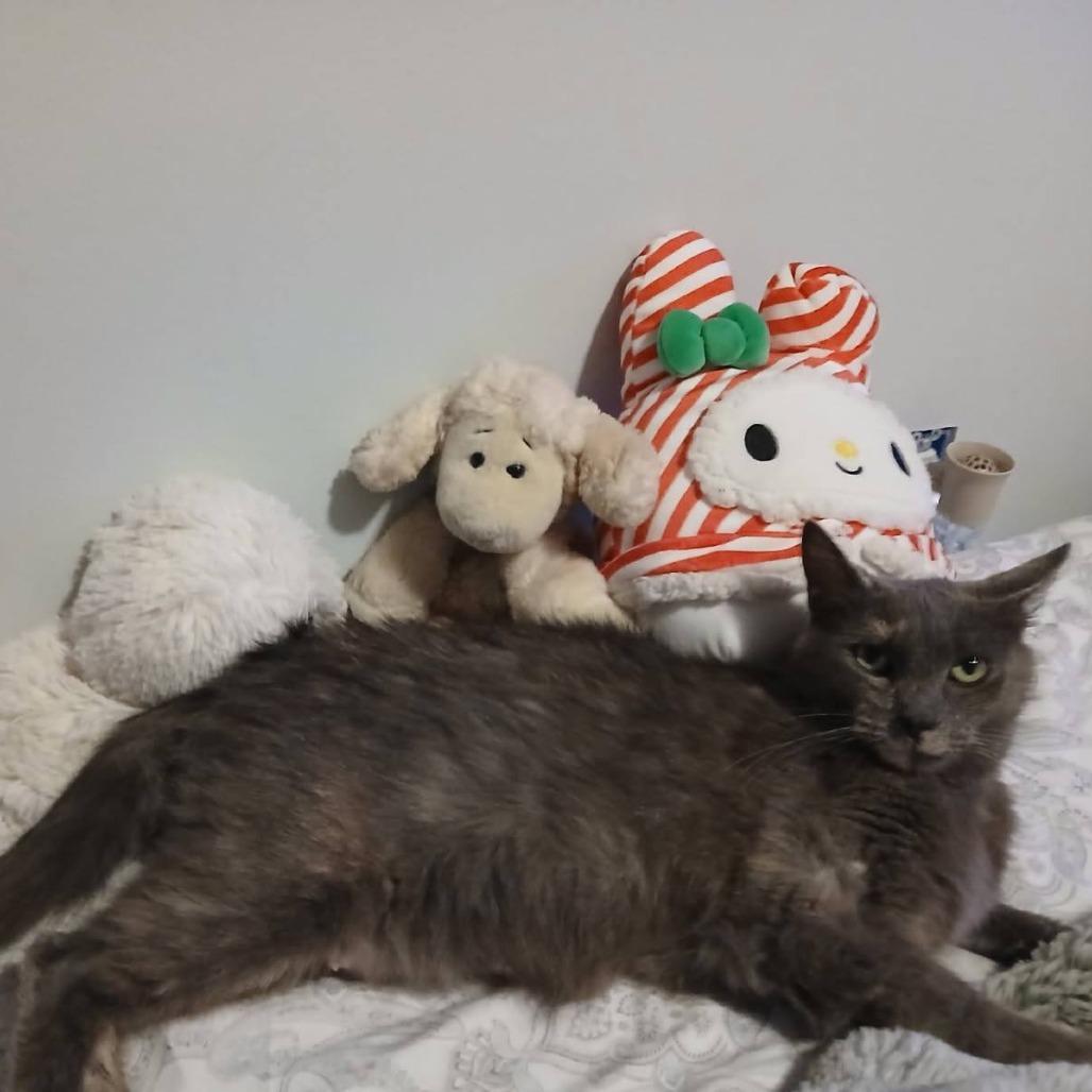 Aemma, a Adoptable Domestic Short Hair in Grand Rapids, MI image 4/4