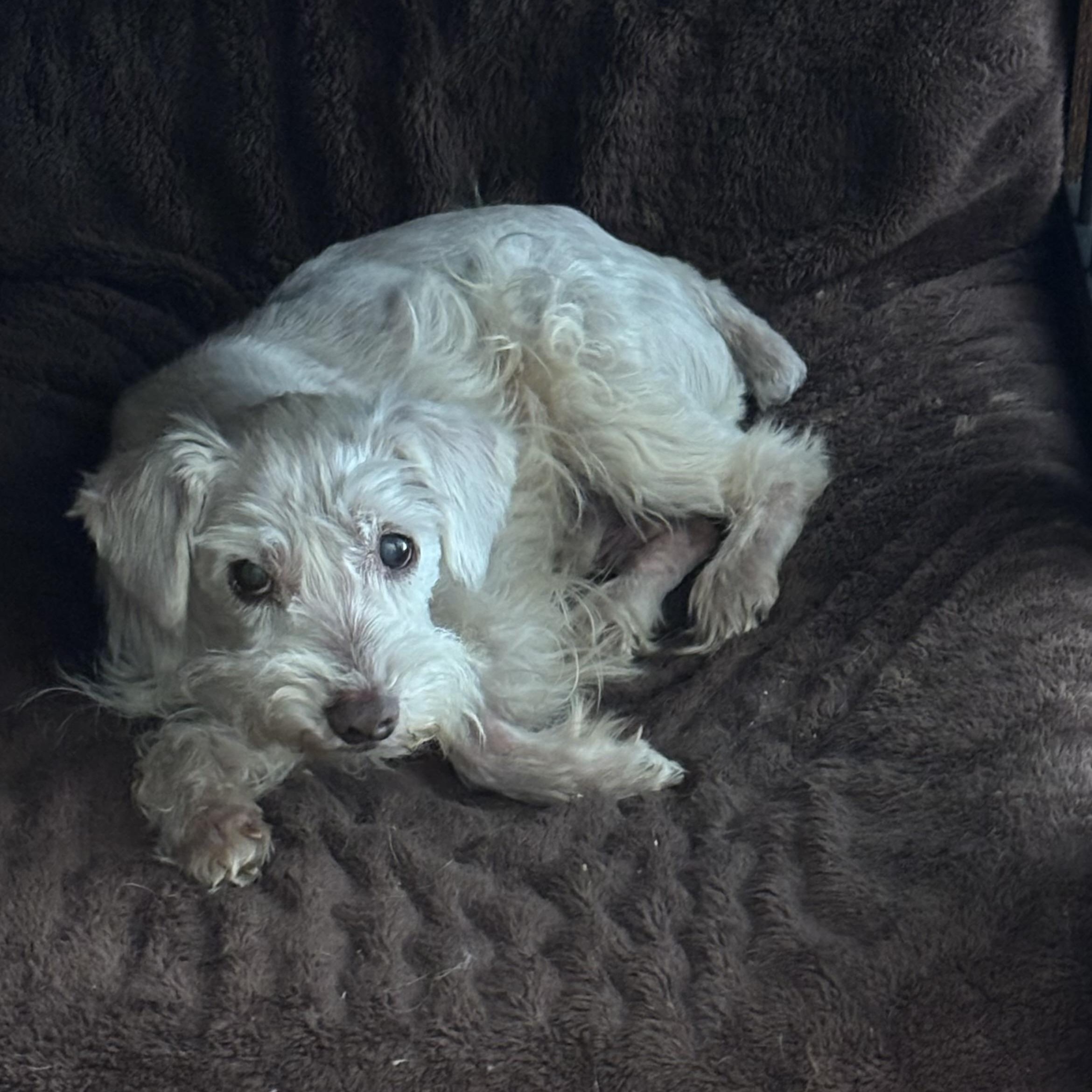 Enlarge Jeremy, a Adoptable Miniature Schnauzer in Spring, TX image 2/3