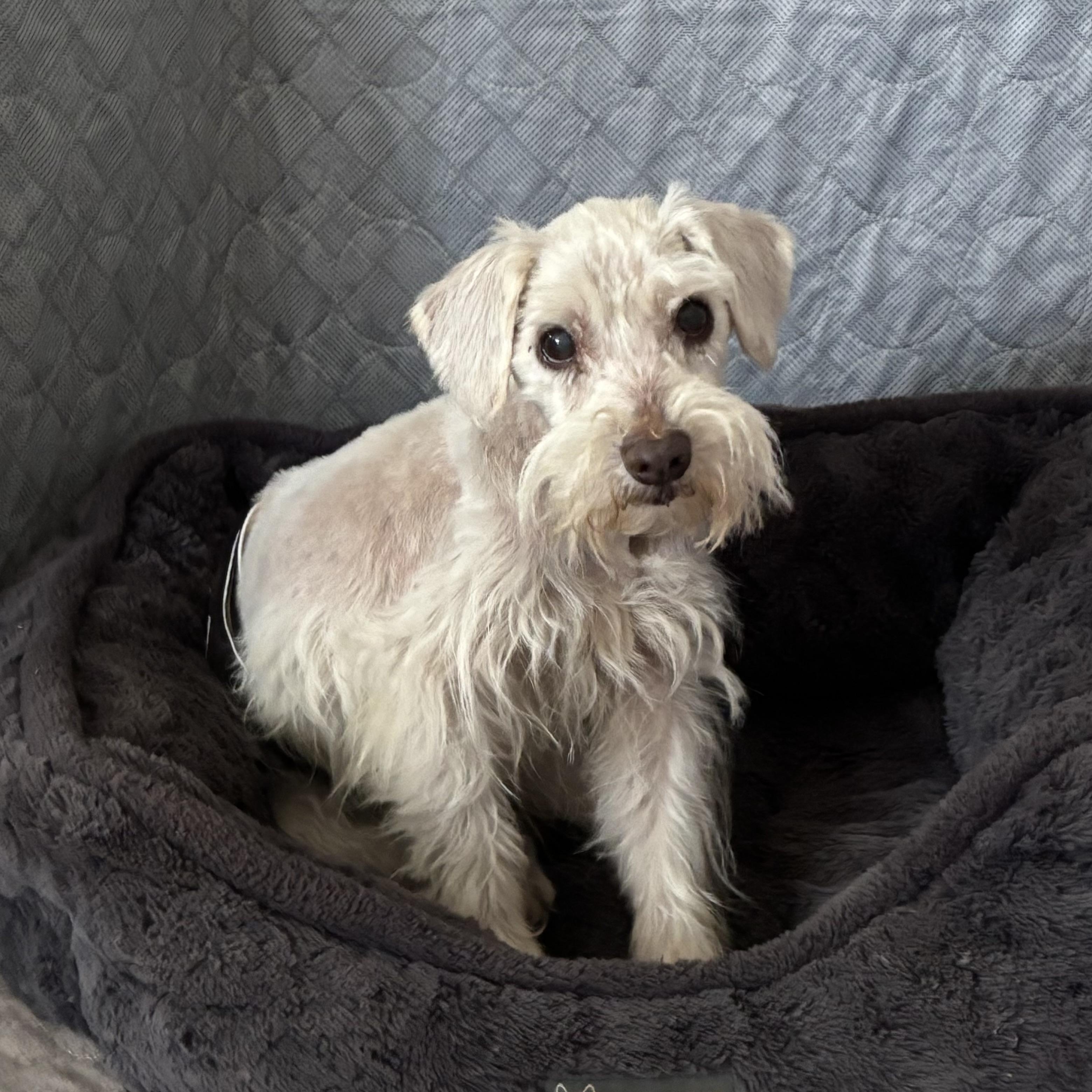 Jeremy, Adoptable, Senior Male Miniature Schnauzer.