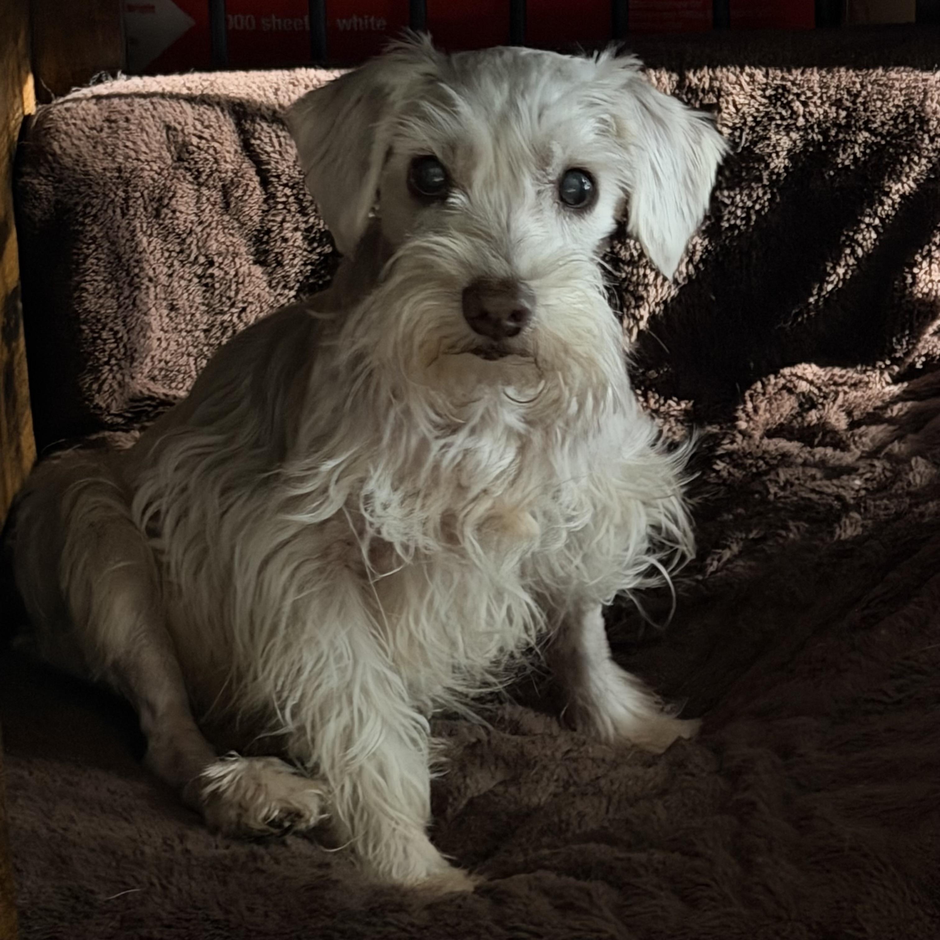 Enlarge Jeremy, a Adoptable Miniature Schnauzer in Spring, TX image 3/3