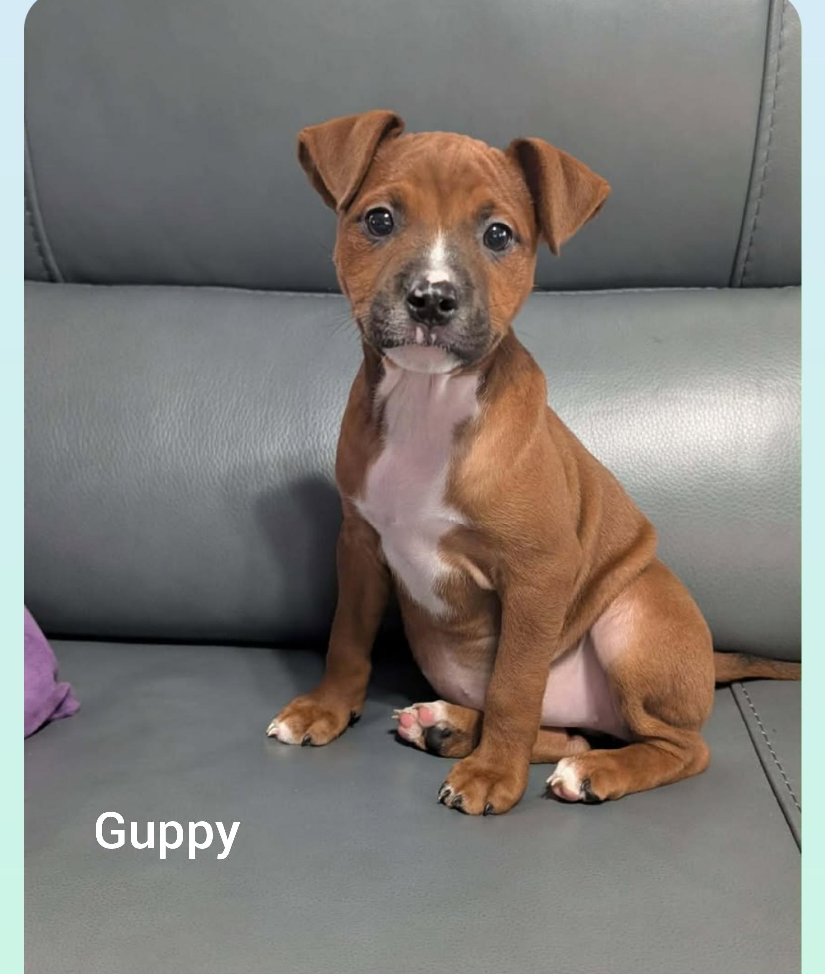 Guppy (Orlando Fl ), a ADOPTABLE mixed breed in Orlando, FL image 2/2