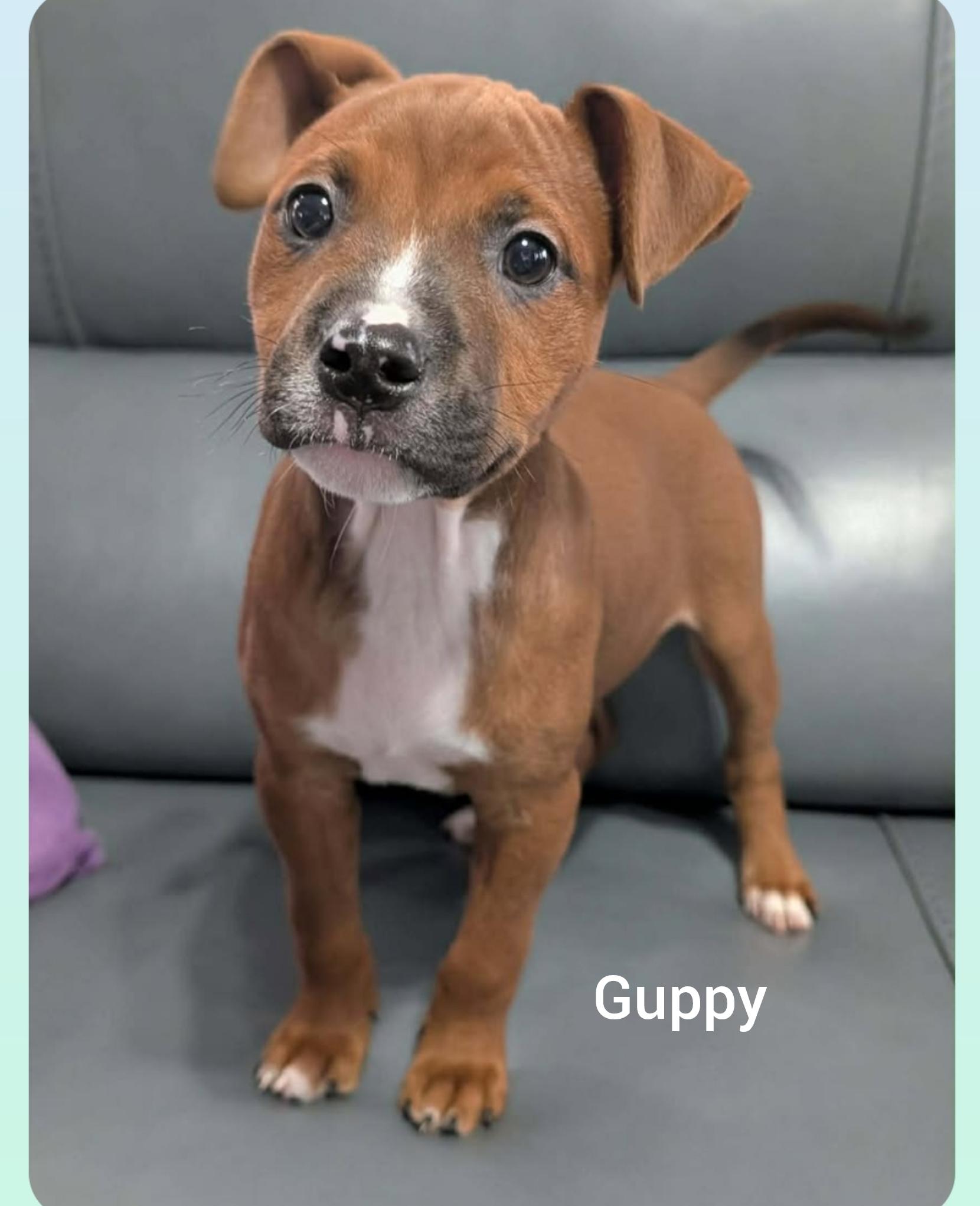Guppy (Orlando Fl ), ADOPTABLE, Puppy Female Feist & Jack Russell Terrier.