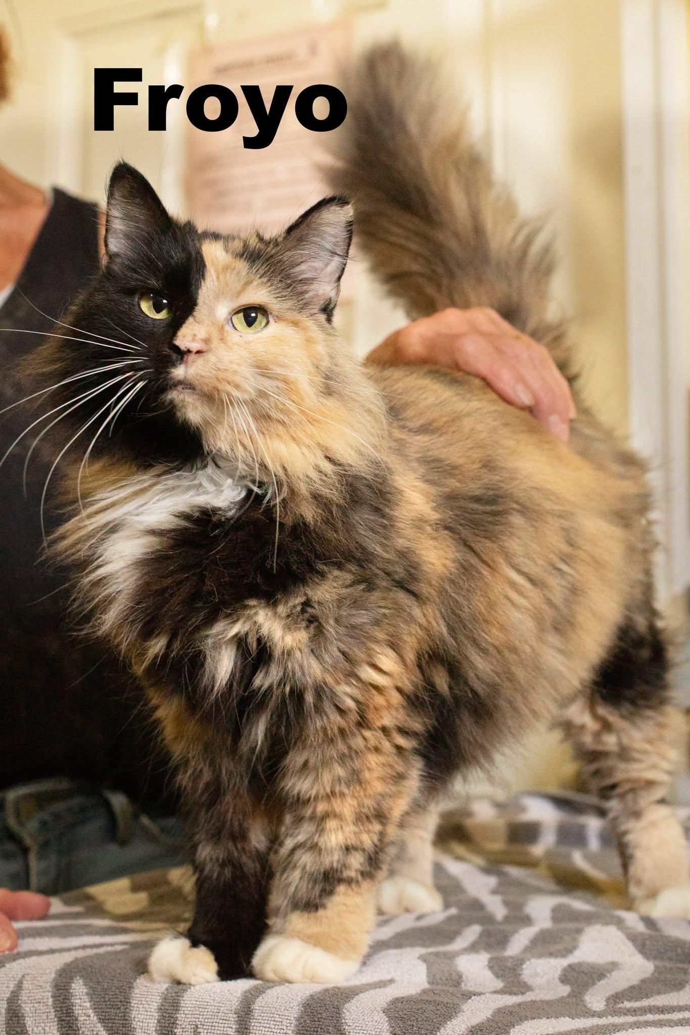Froyo, adopted, Adult Female Tortoiseshell.