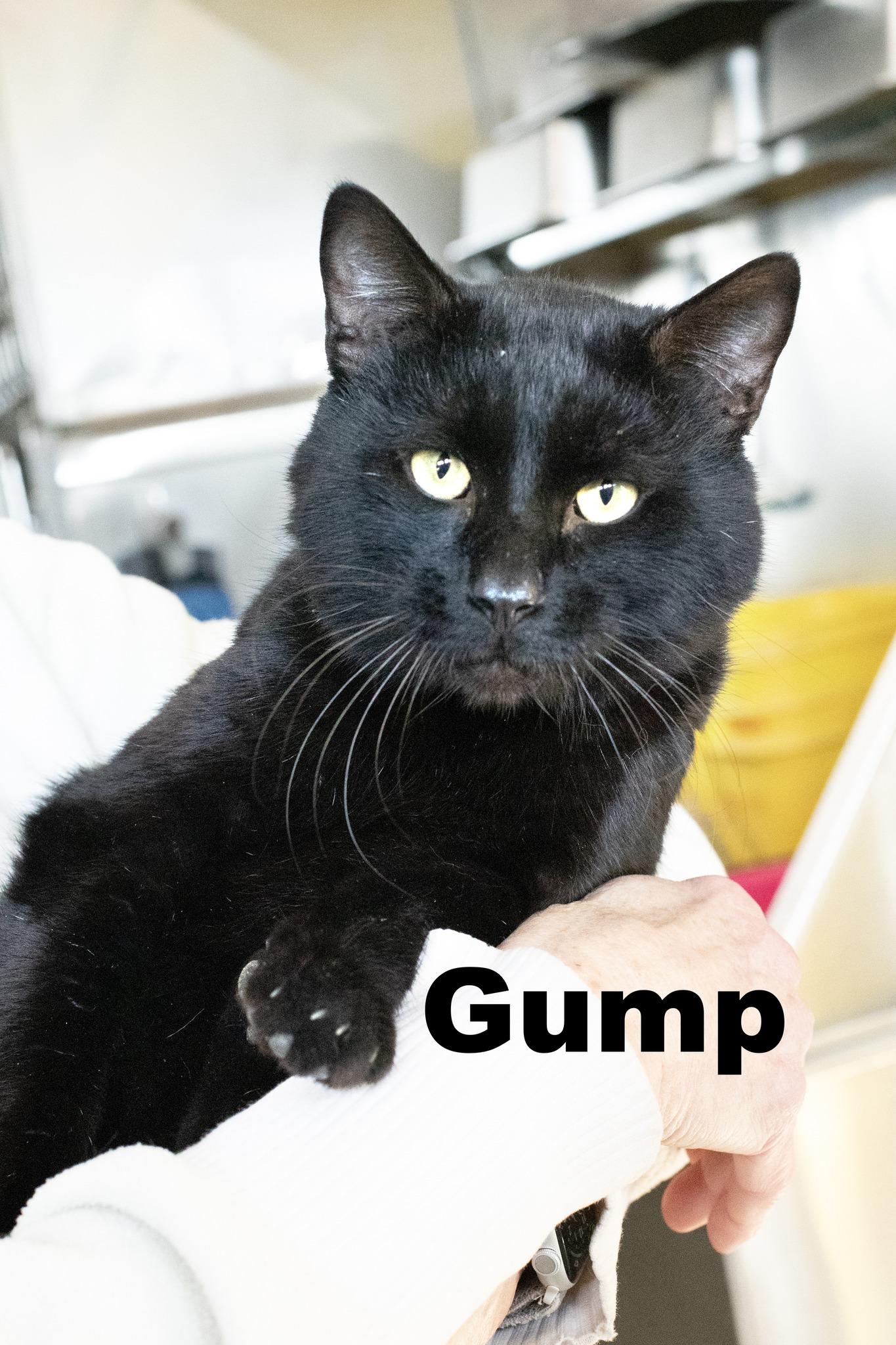 Gump thumbnail 1