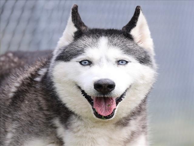 Enlarge ACHILLES, a Adoptable Siberian Husky in Wilmington, NC image 1/1