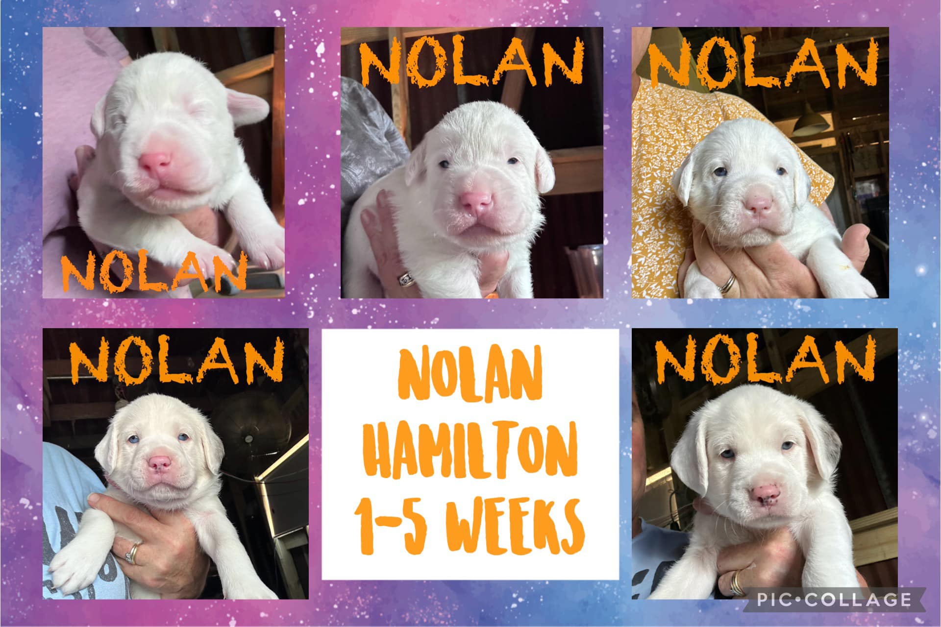 Dog for adoption Nolan Hamilton 1 of 8 siblings looking for a family