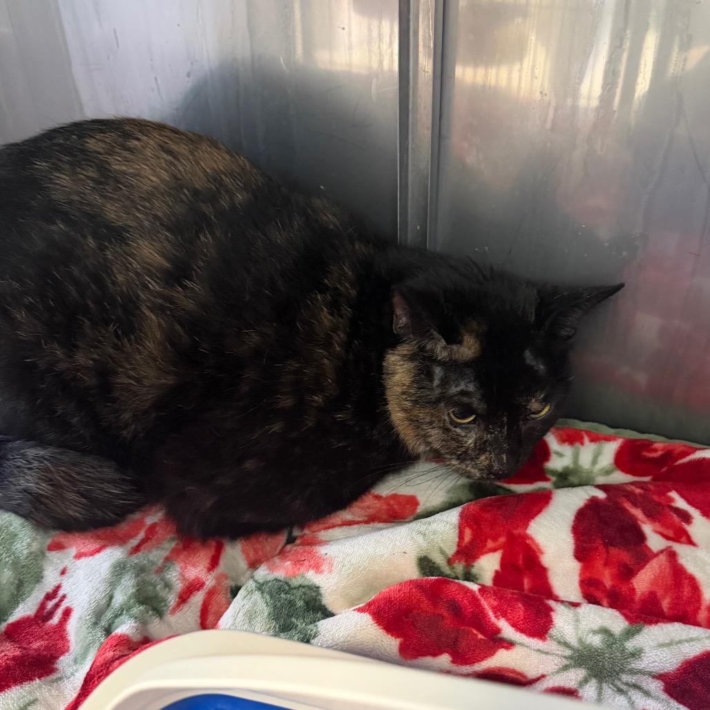 Enlarge Roulette, a Adoptable Domestic Short Hair in PITTSBURGH, PA image 1/1