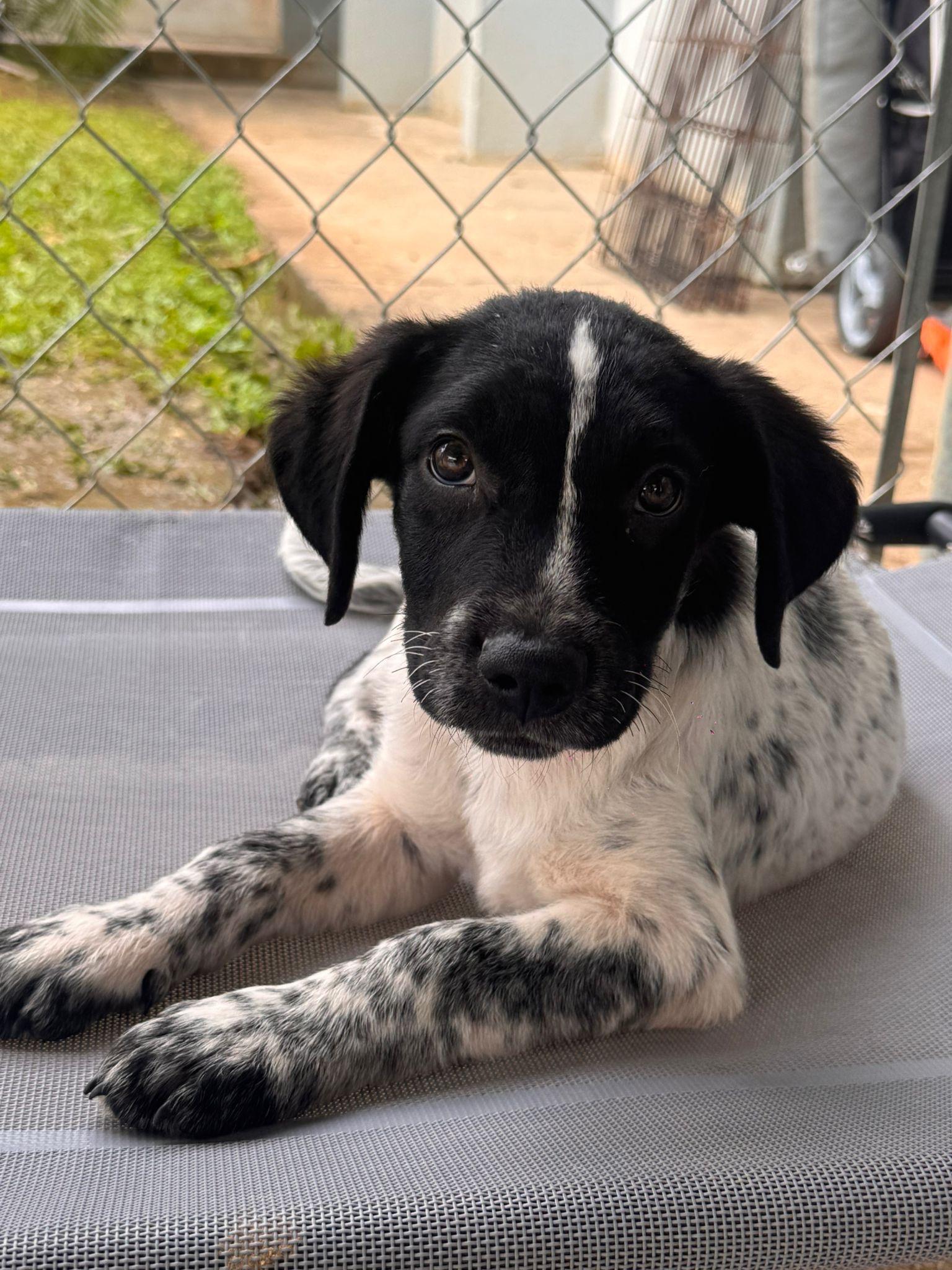 Bunny, adopted, Young Male German Shorthaired Pointer.