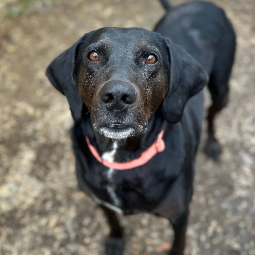 Enlarge Ace, a Adoptable Mixed Breed in Fredericksburg, VA image 1/3