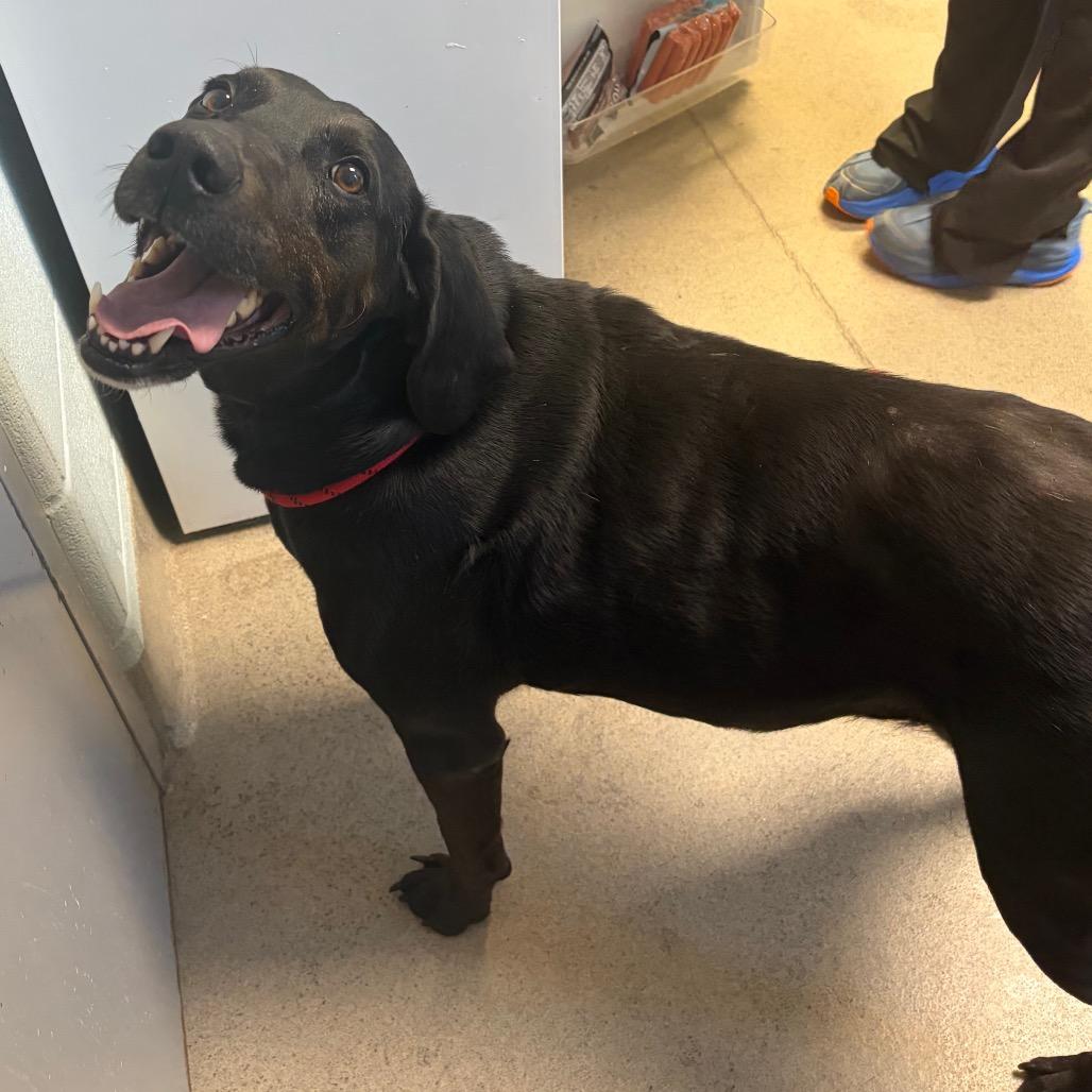 Enlarge Ace, a Adoptable Mixed Breed in Fredericksburg, VA image 2/3