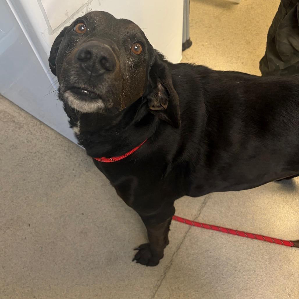 Enlarge Ace, a Adoptable Mixed Breed in Fredericksburg, VA image 3/3