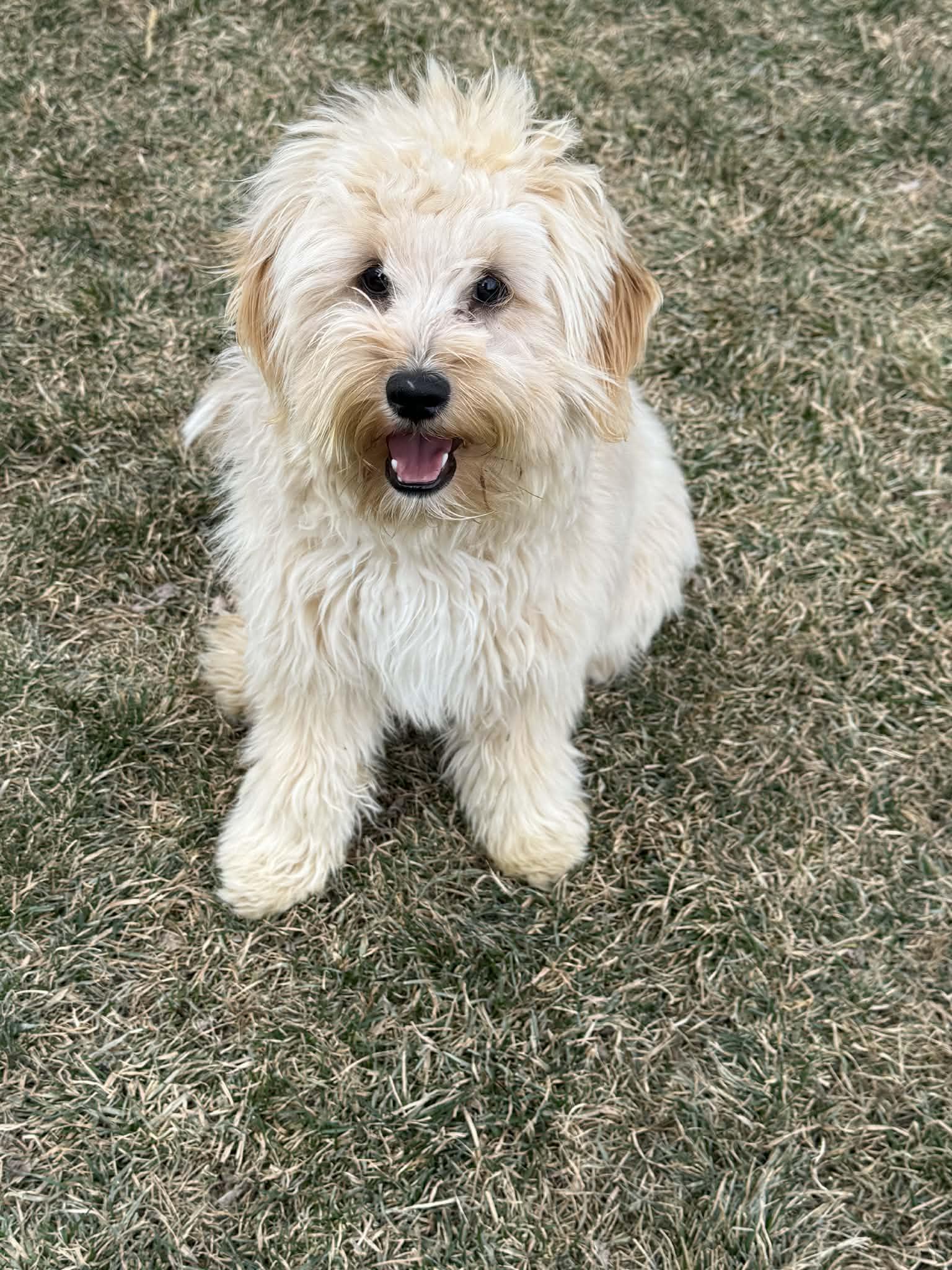 Dottie, an adopted mixed breed in Longmont, CO image 1/2