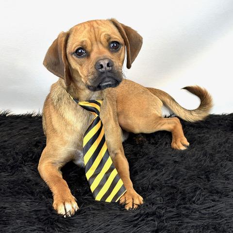 Mr. Pickles, Adoptable, Adult Male Pug & Chihuahua.