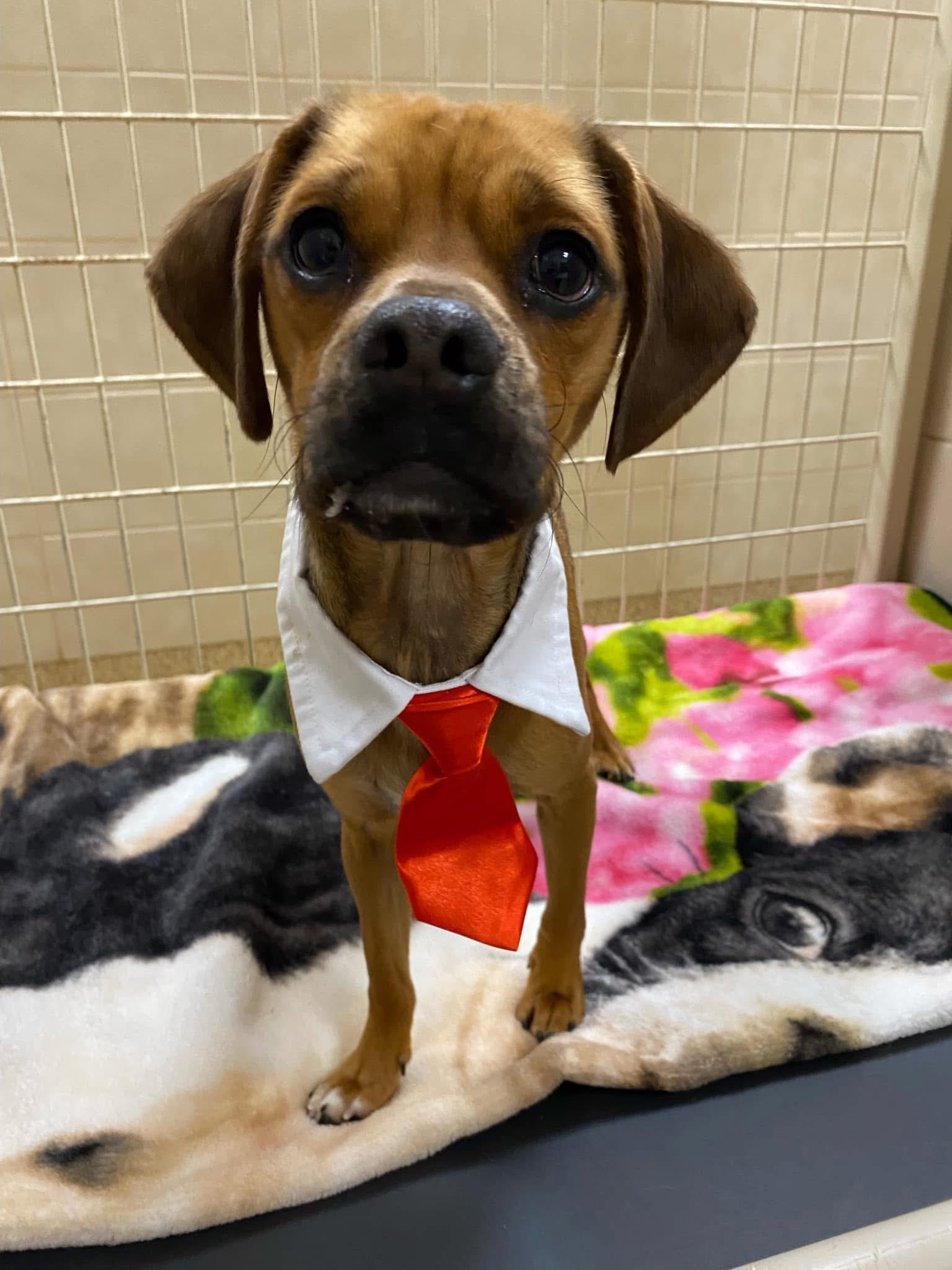 Mr. Pickles, Adoptable, Adult Male Pug & Chihuahua.