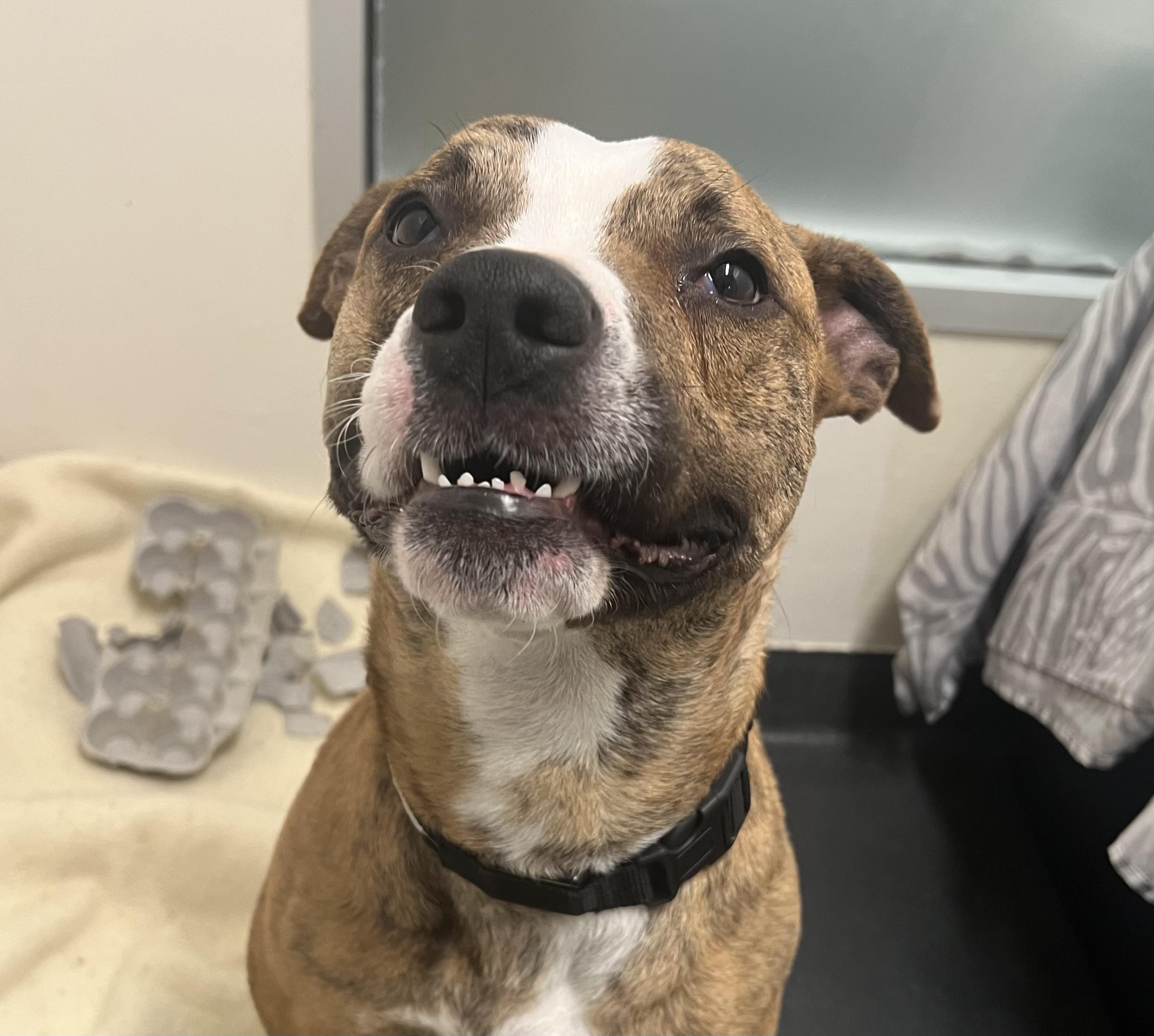Enlarge Mackerel, a ADOPTABLE mixed breed in Ithaca, NY image 3/4