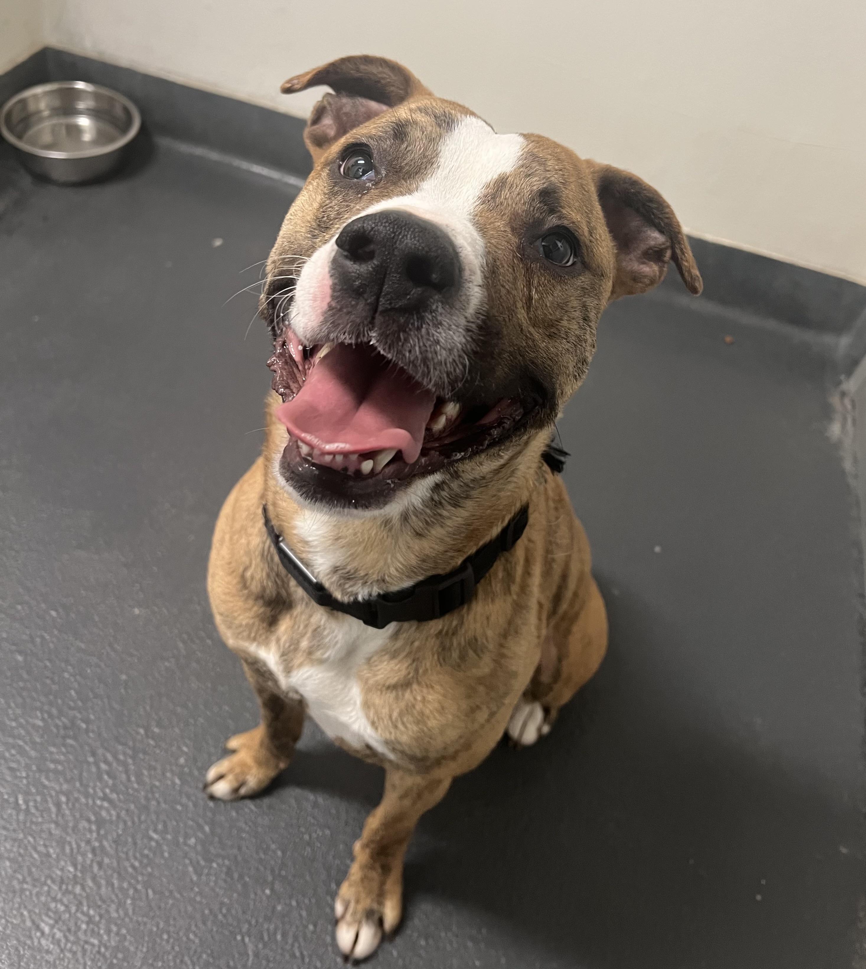 Mackerel, ADOPTABLE, Adult Male Mixed Breed.