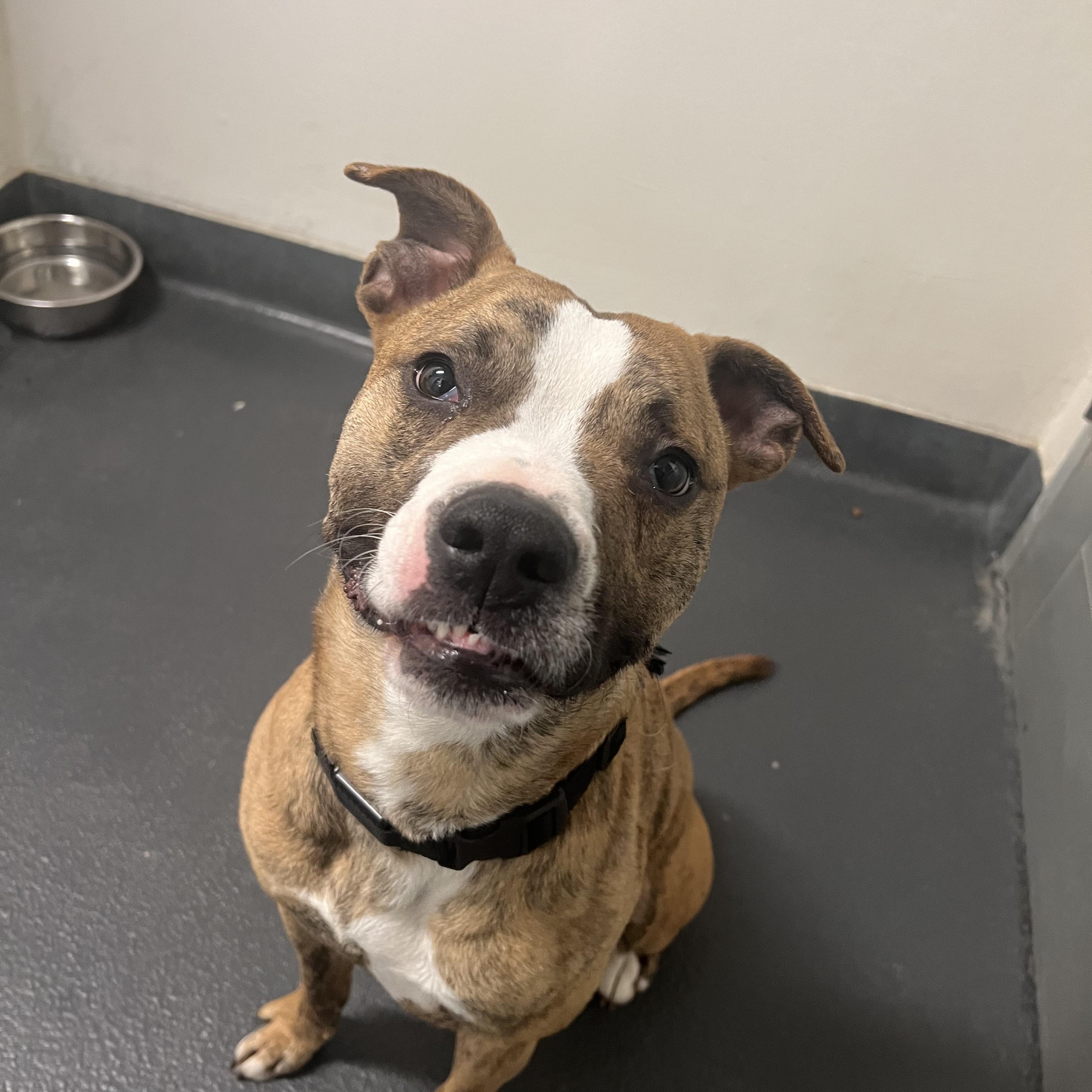 Enlarge Mackerel, a ADOPTABLE mixed breed in Ithaca, NY image 2/4