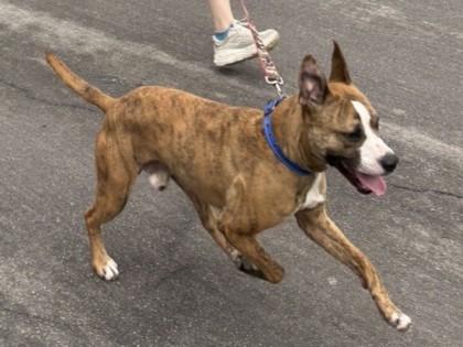Enlarge Mackerel, a ADOPTABLE mixed breed in Ithaca, NY image 4/4