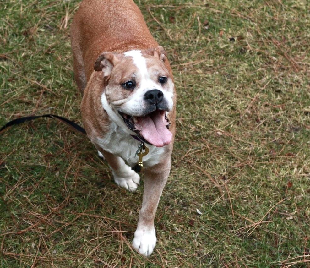 Enlarge Myrtle AkA Big Mama, a Adoptable American Bulldog in Rathdrum, ID image 2/6
