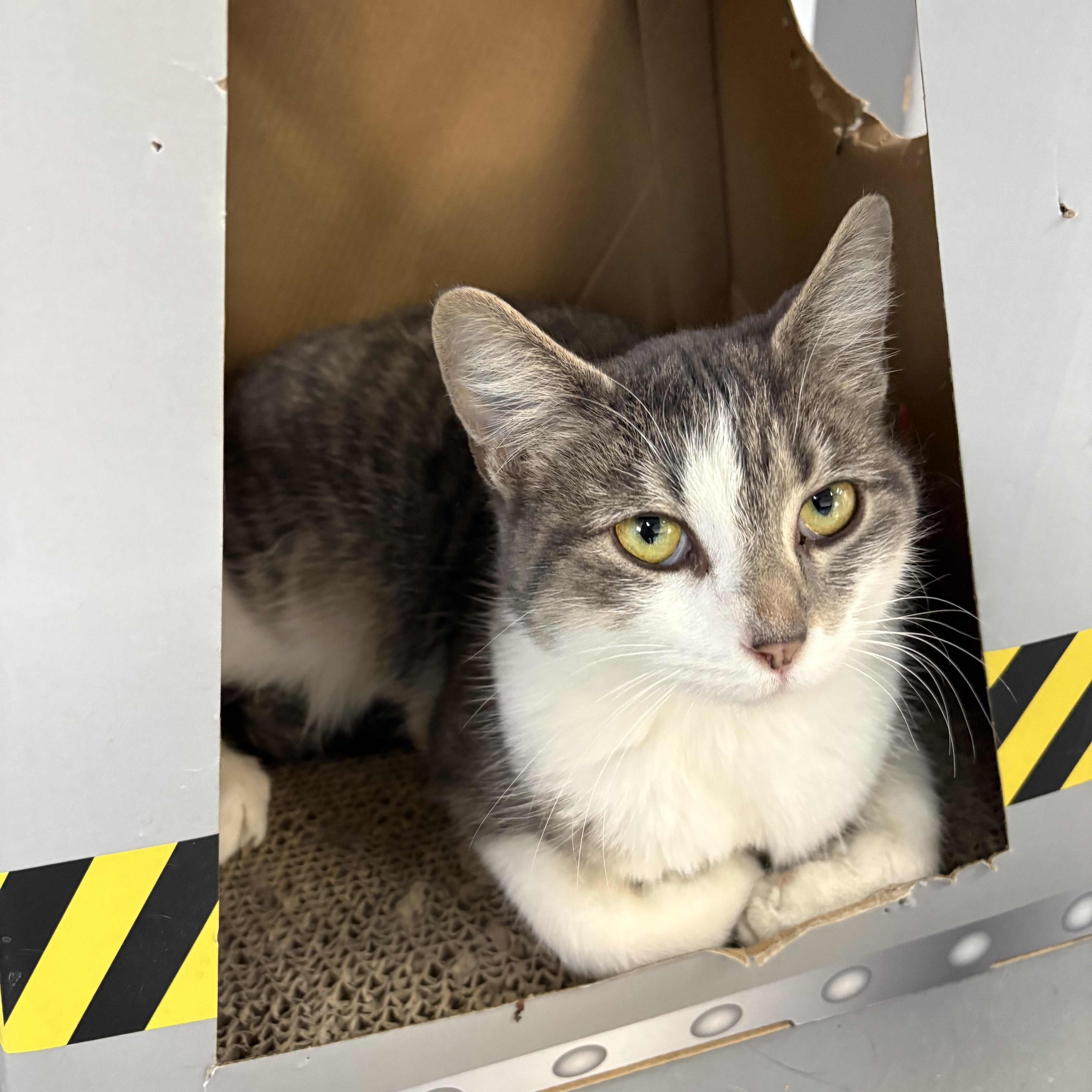 Charlie, a Adoptable American Shorthair in Big Rapids, MI image 1/3