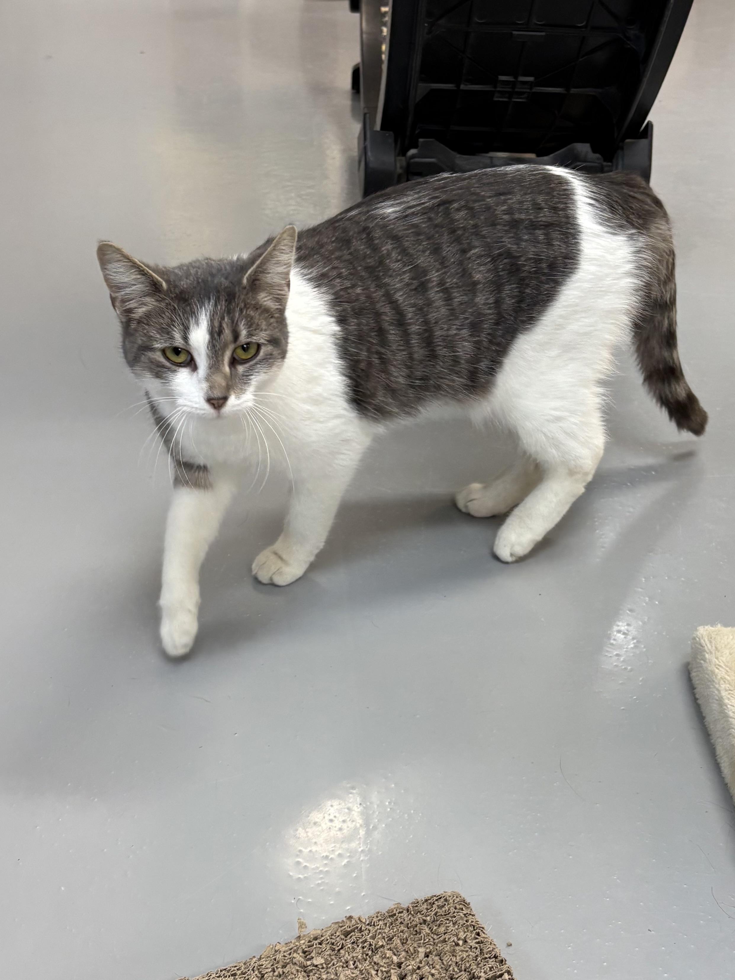 Charlie, a Adoptable American Shorthair in Big Rapids, MI image 2/3