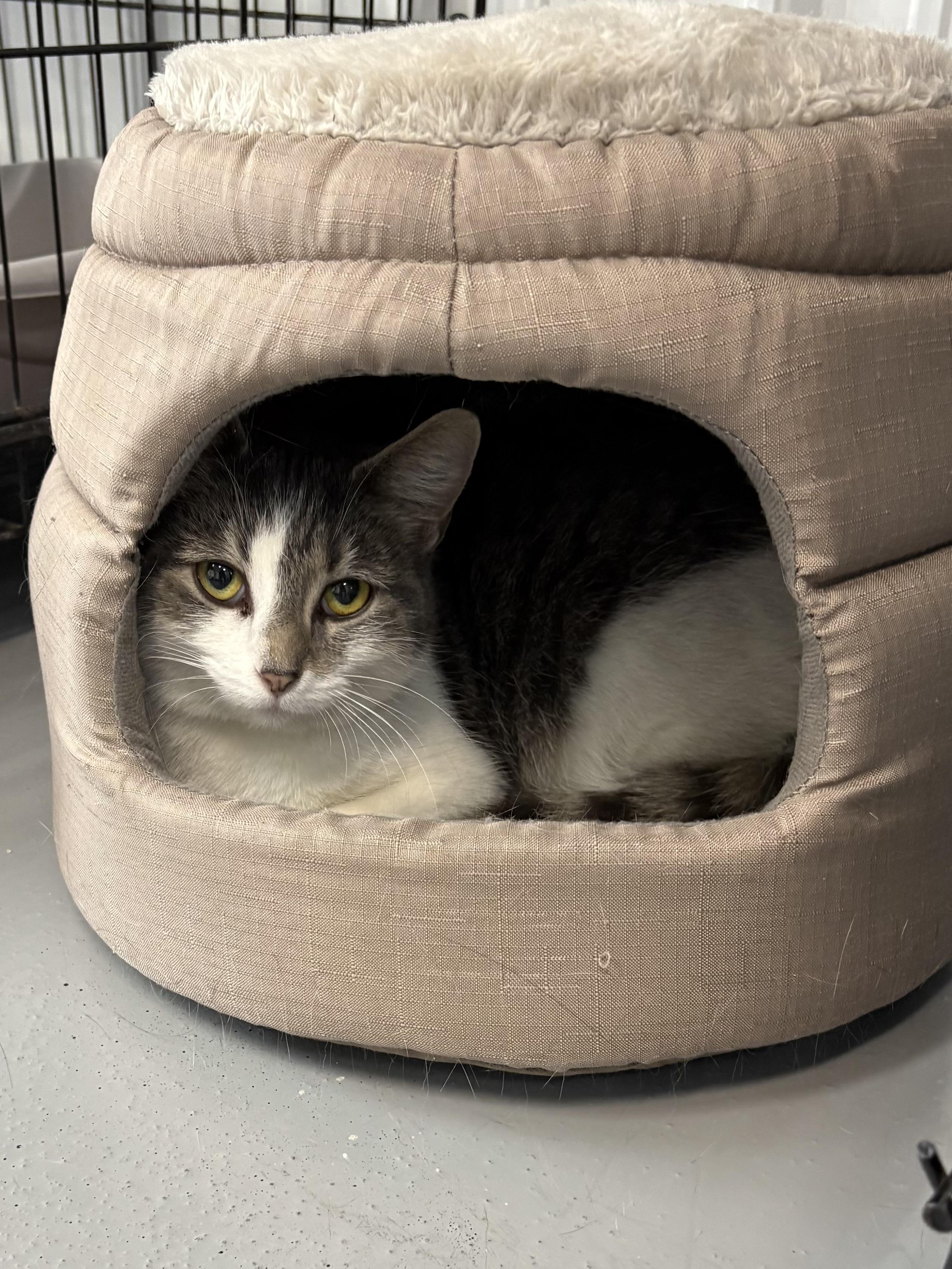 Charlie, a Adoptable American Shorthair in Big Rapids, MI image 3/3